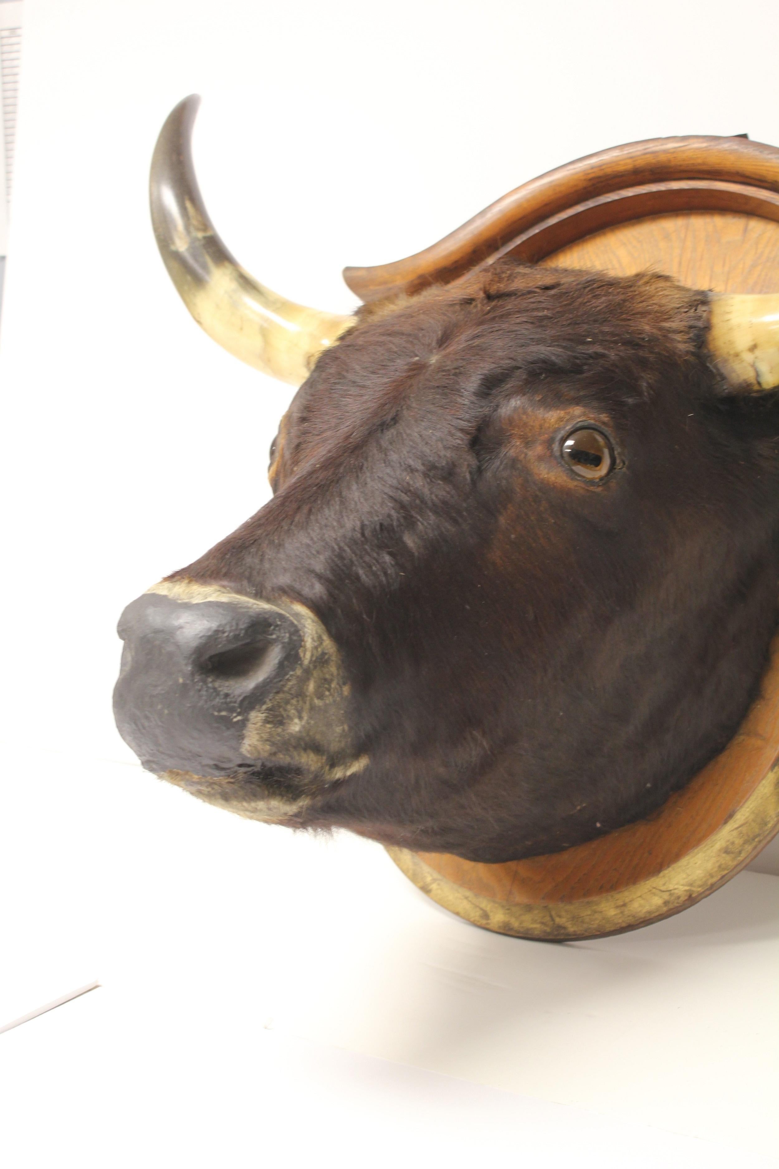 taxidermy bull head for sale