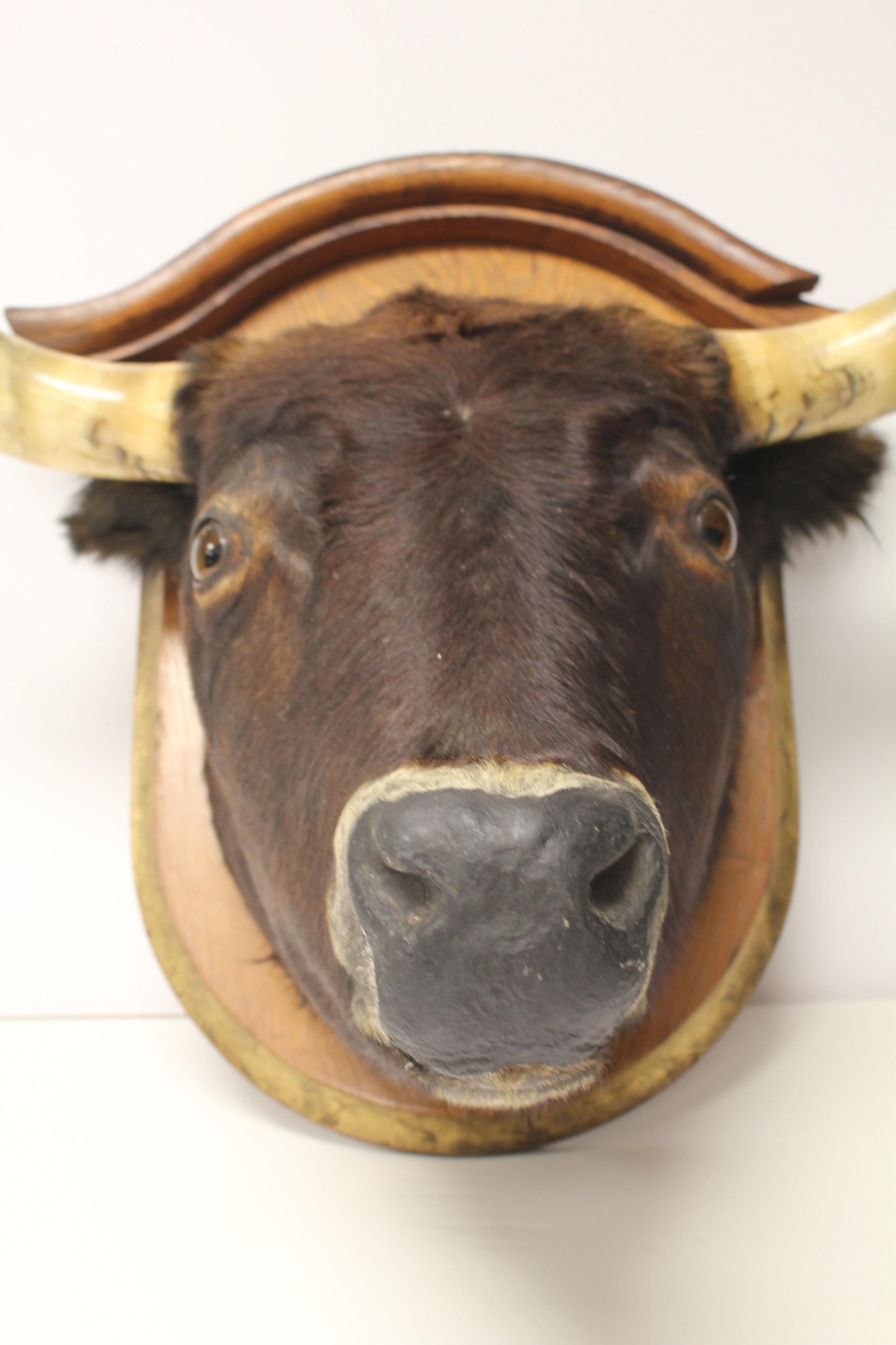 bull head taxidermy for sale