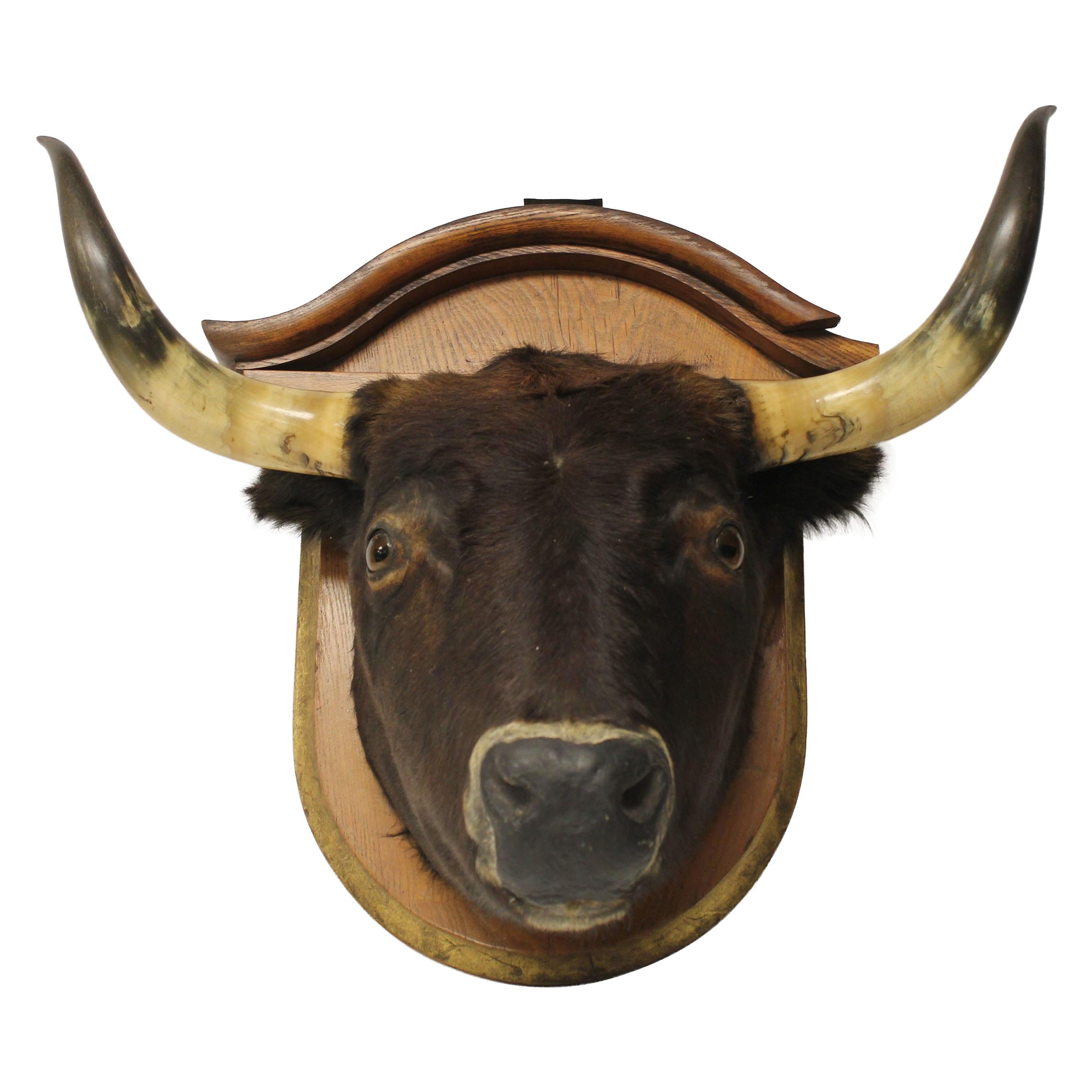 Antique Lifesize Bull Head Taxidermy For Sale
