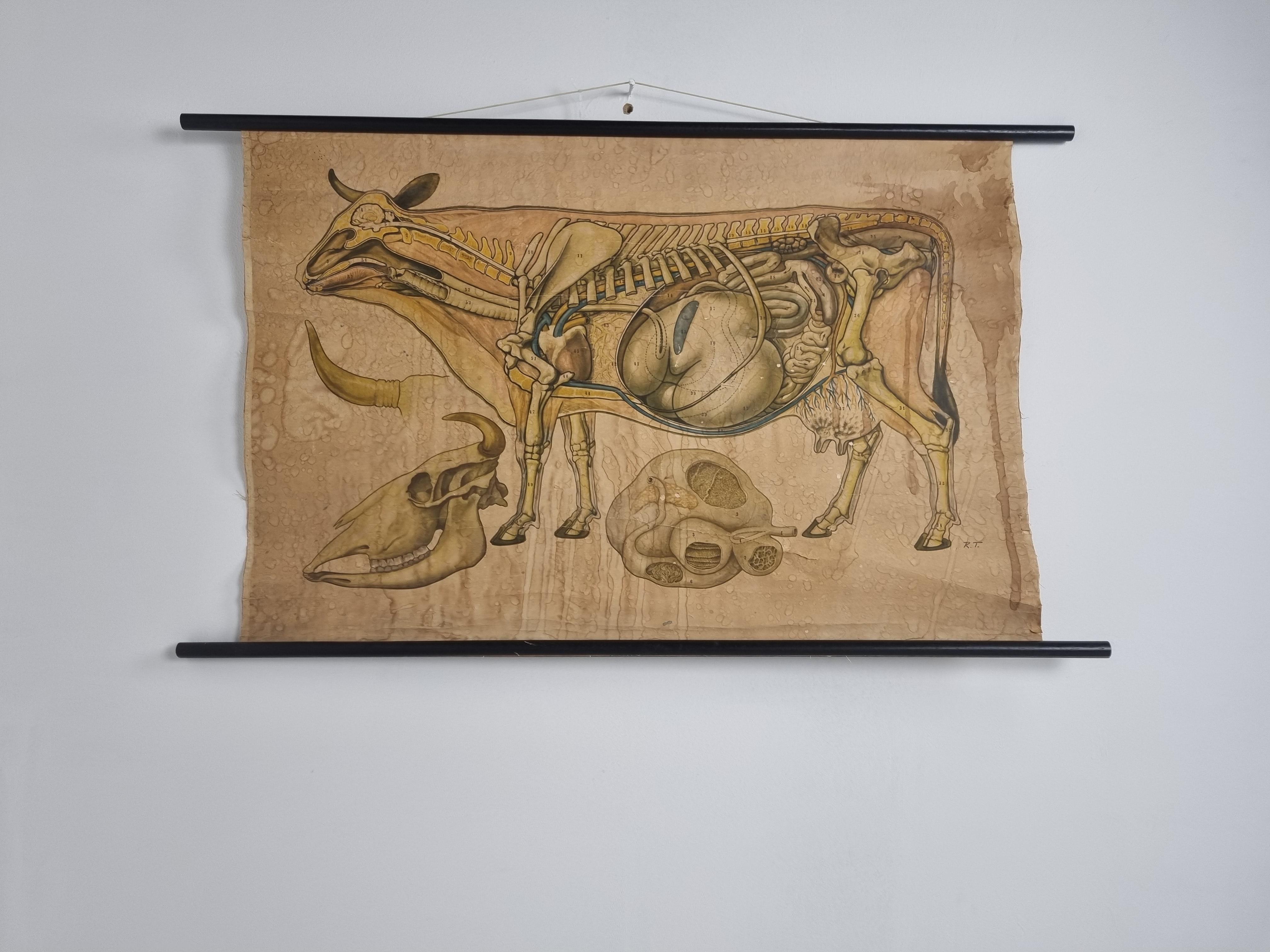 Belgian Antique Linen Anatomical School Poster from the Cow, 1950s For Sale