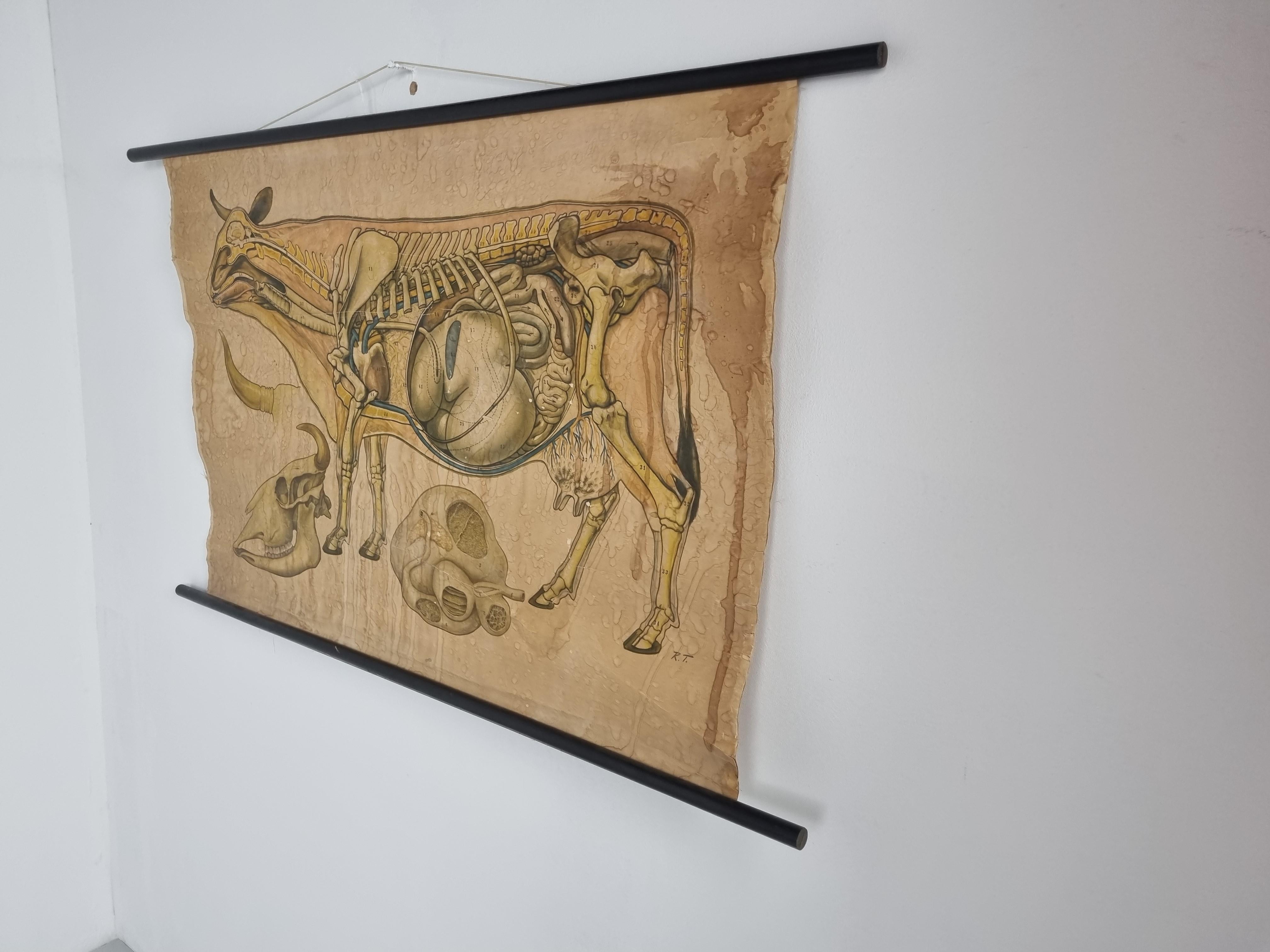 Antique Linen Anatomical School Poster from the Cow, 1950s In Good Condition For Sale In HEVERLEE, BE