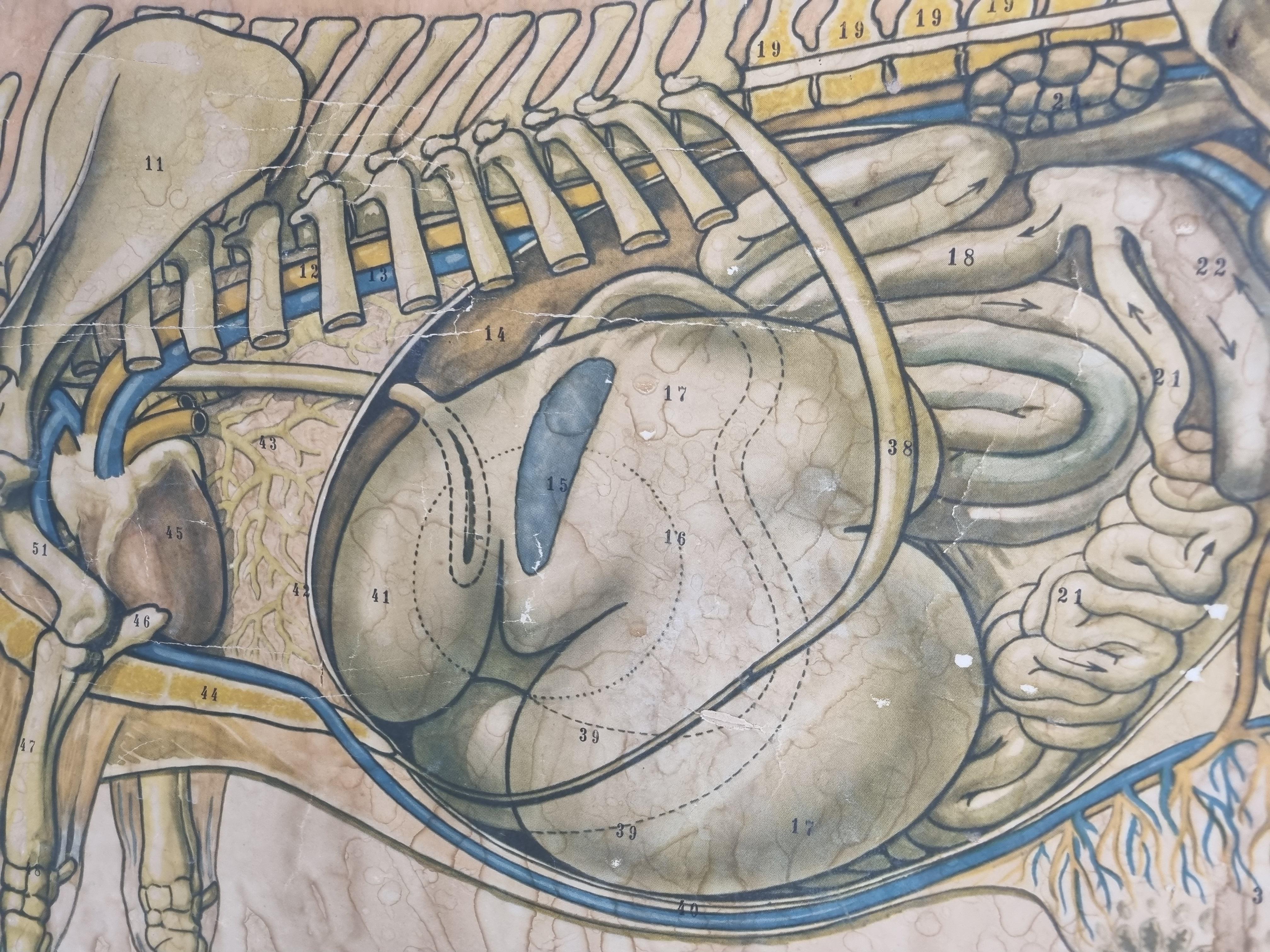 Antikes Anatomisches Schulplakat aus Leinen aus der Kuh, 1950er Jahre im Angebot 1