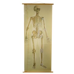 Antique Linen Skeleton School Poster, 1920s