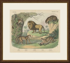 Antique Lion, Jaguar, Leopard and Cheetah Print, Big Cats by Kolb, circa 1890