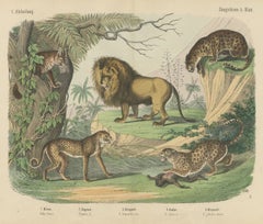 Antique Lion, Jaguar, Leopard and Cheetah Print, Big Cats by Kolb, circa 1890