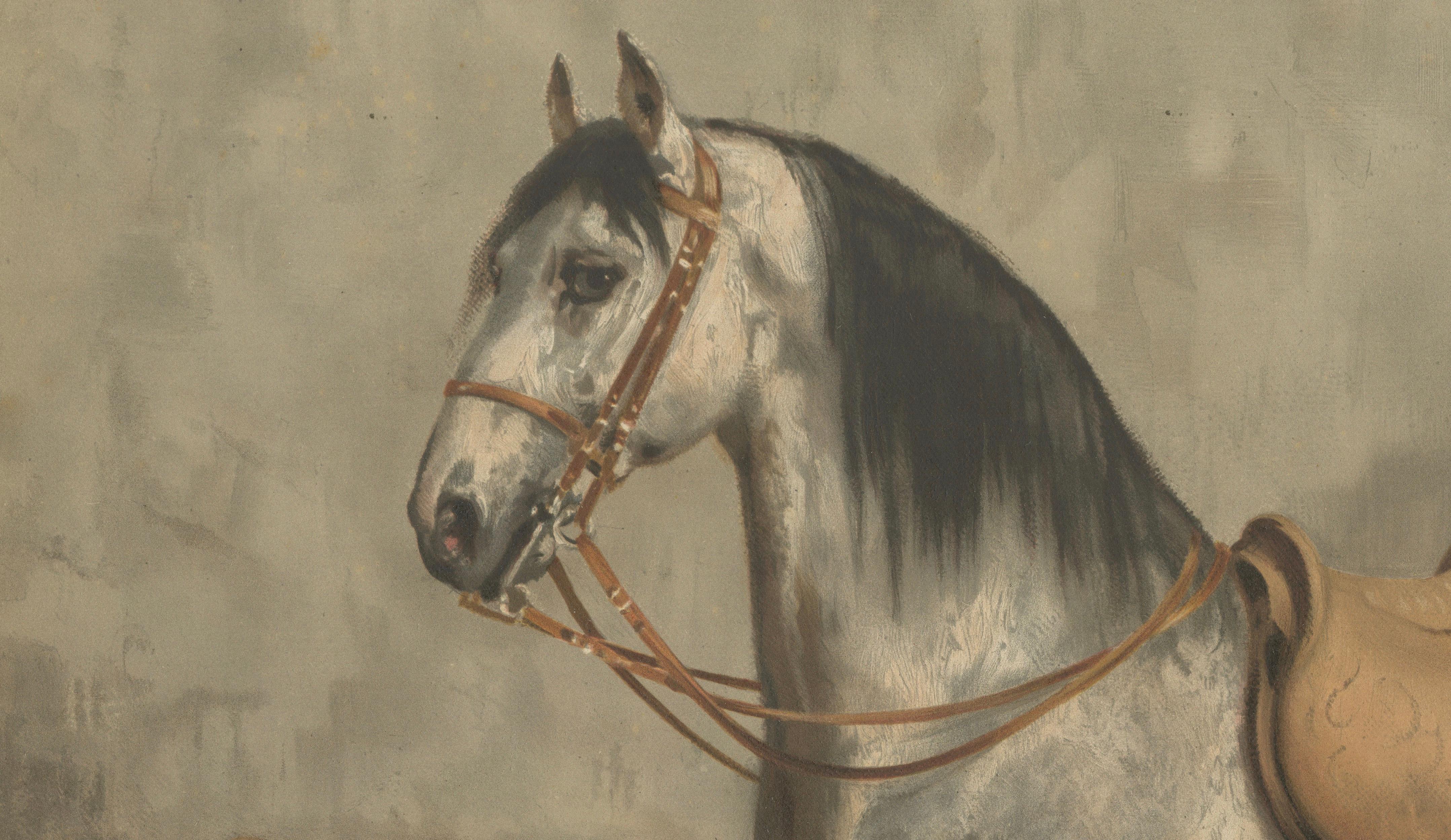 Antique Lipizzaner Horse Portrait 1898, Classical European Equestrian Lithograph