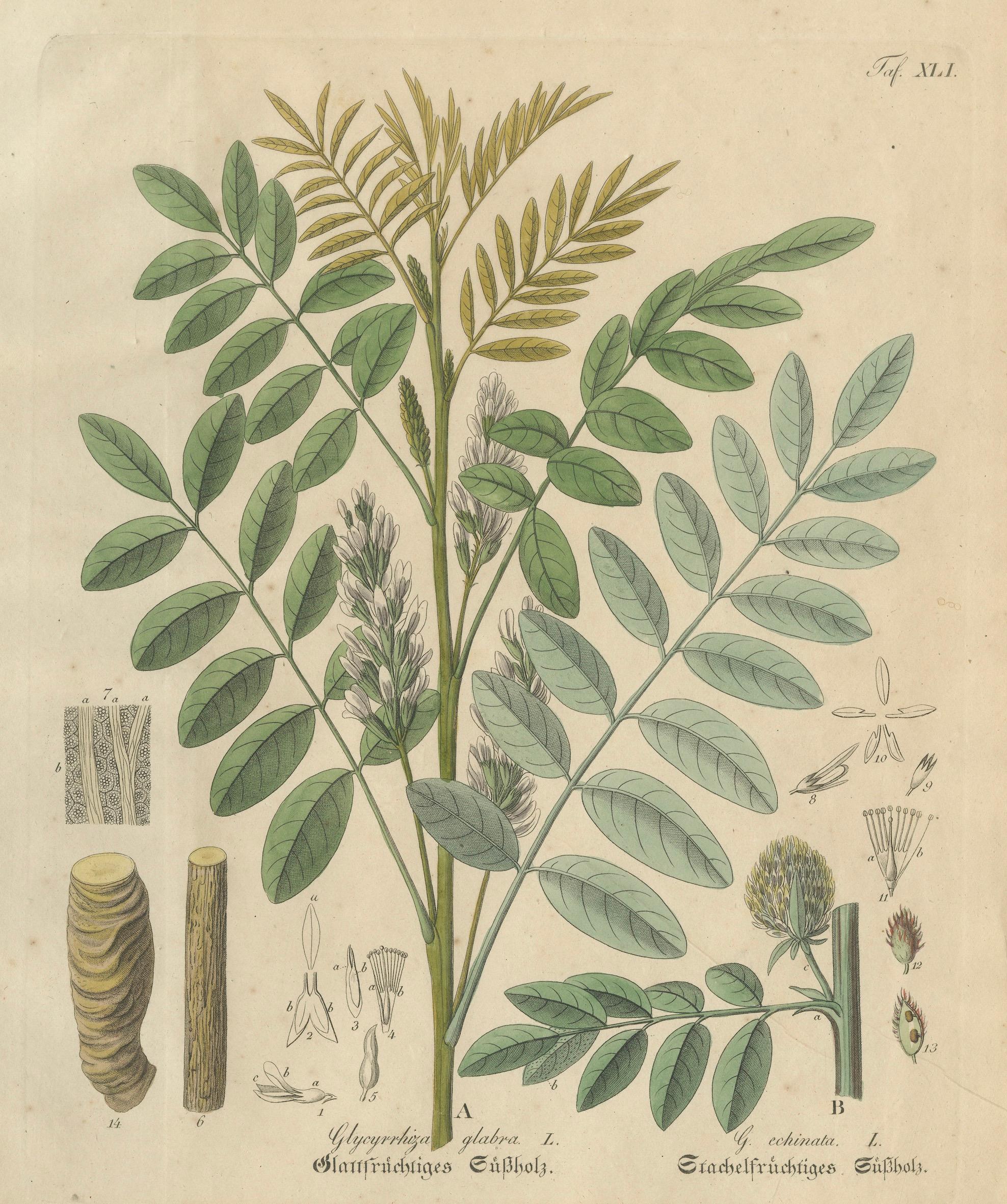 Antique Liquorice Botanical Print, Glycyrrhiza Glabra & Echinata, c.1831