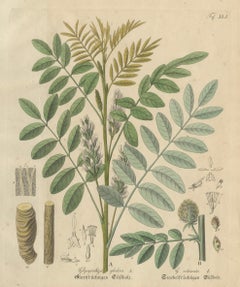 Antique Liquorice Botanical Print, Glycyrrhiza Glabra & Echinata, c.1831