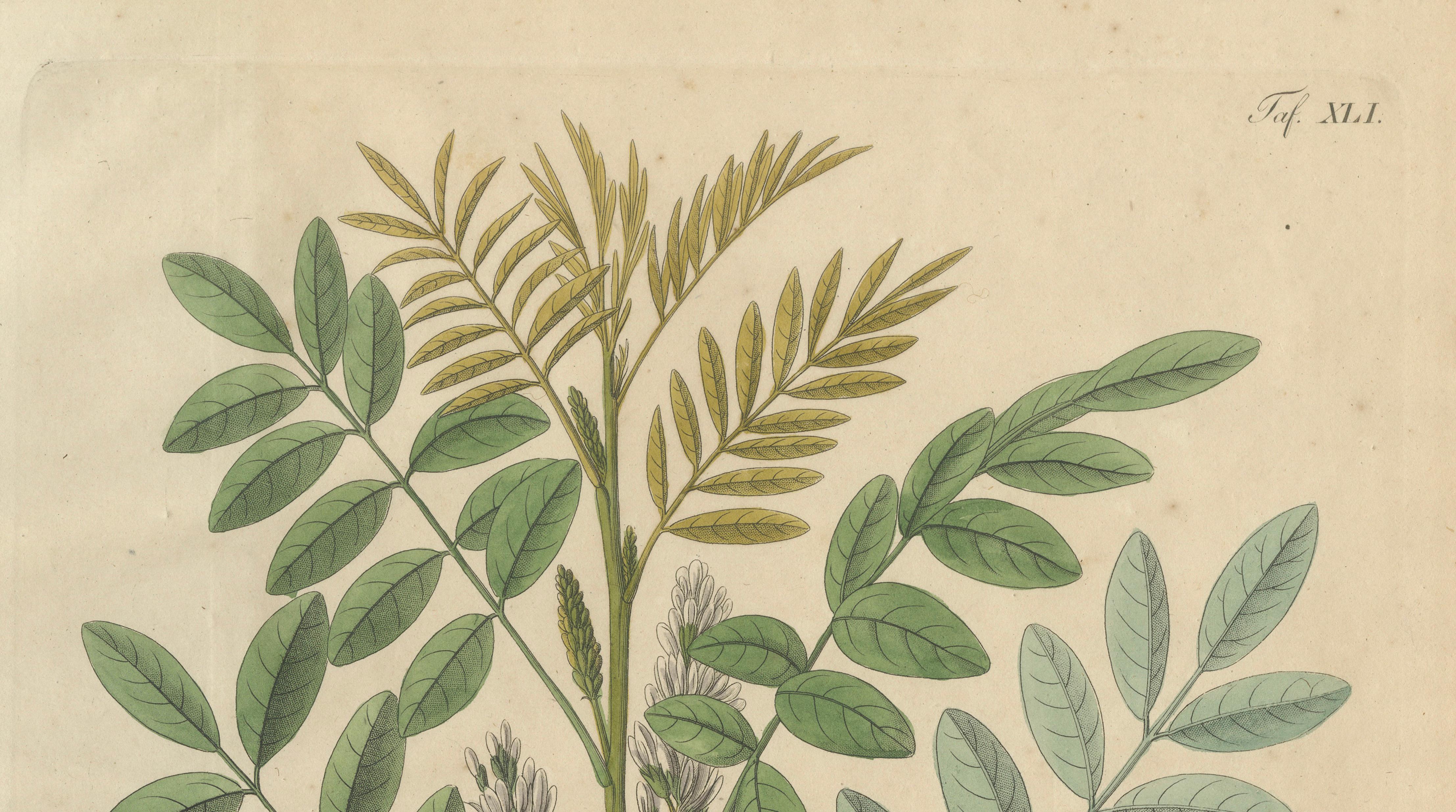 Antique Liquorice Botanical Print, Glycyrrhiza Glabra & Echinata, c.1831
