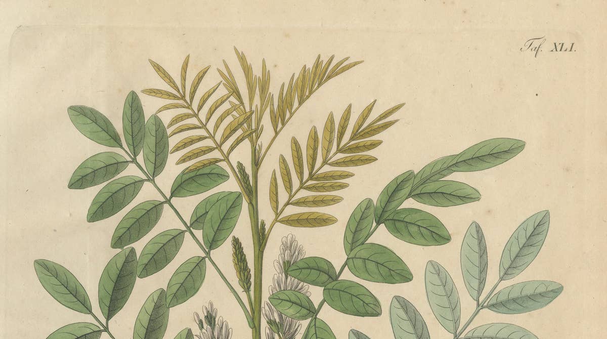 Antique Liquorice Botanical Print, Glycyrrhiza Glabra & Echinata, c.1831