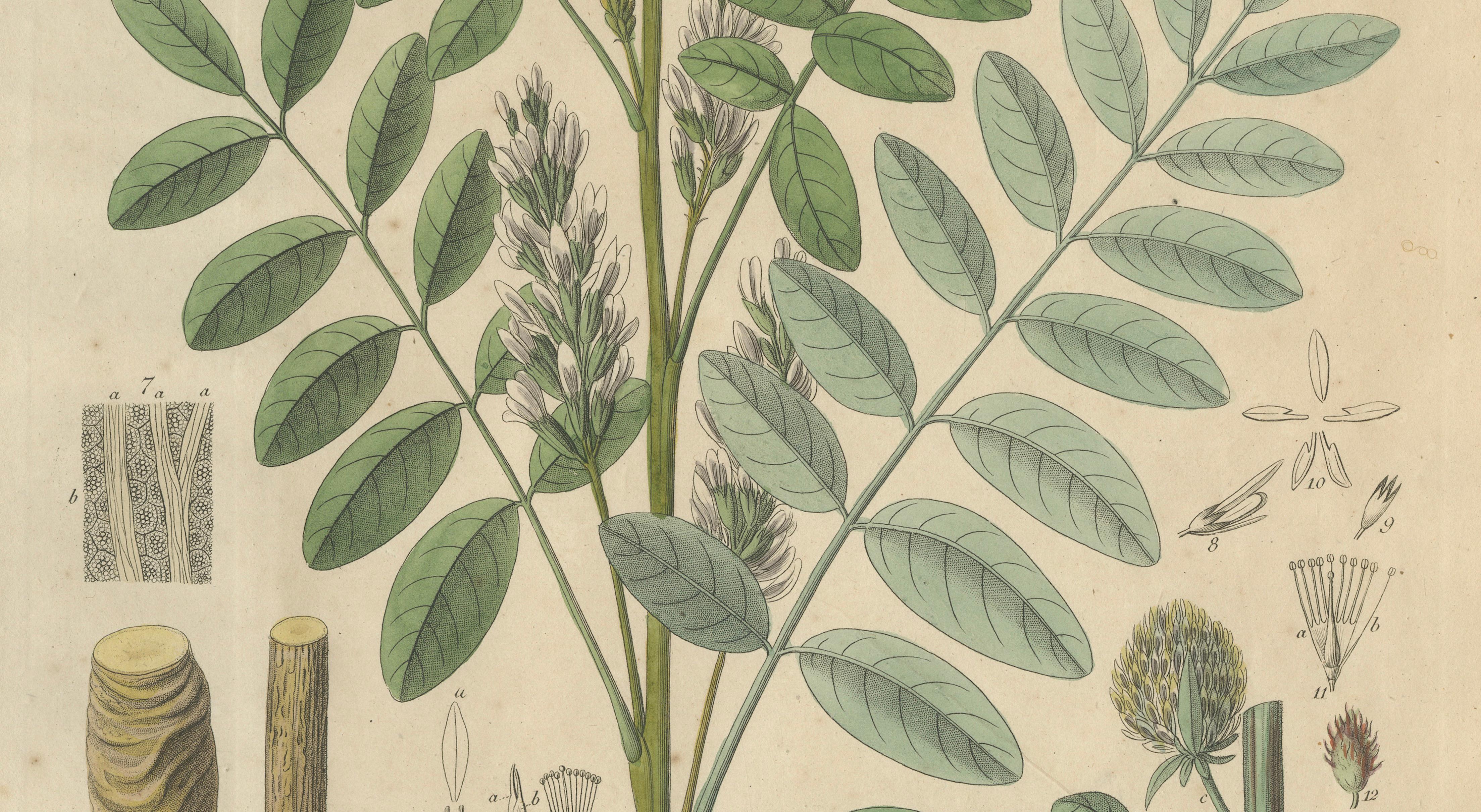 Antique Liquorice Botanical Print, Glycyrrhiza Glabra & Echinata, c.1831