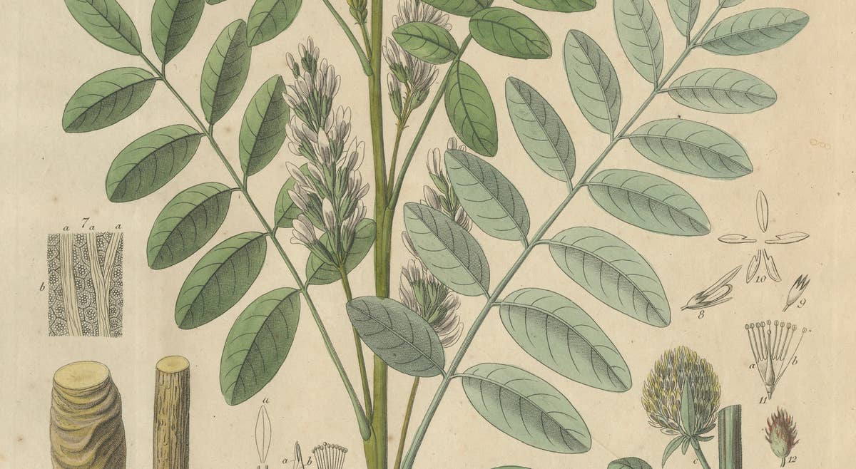 Antique Liquorice Botanical Print, Glycyrrhiza Glabra & Echinata, c.1831