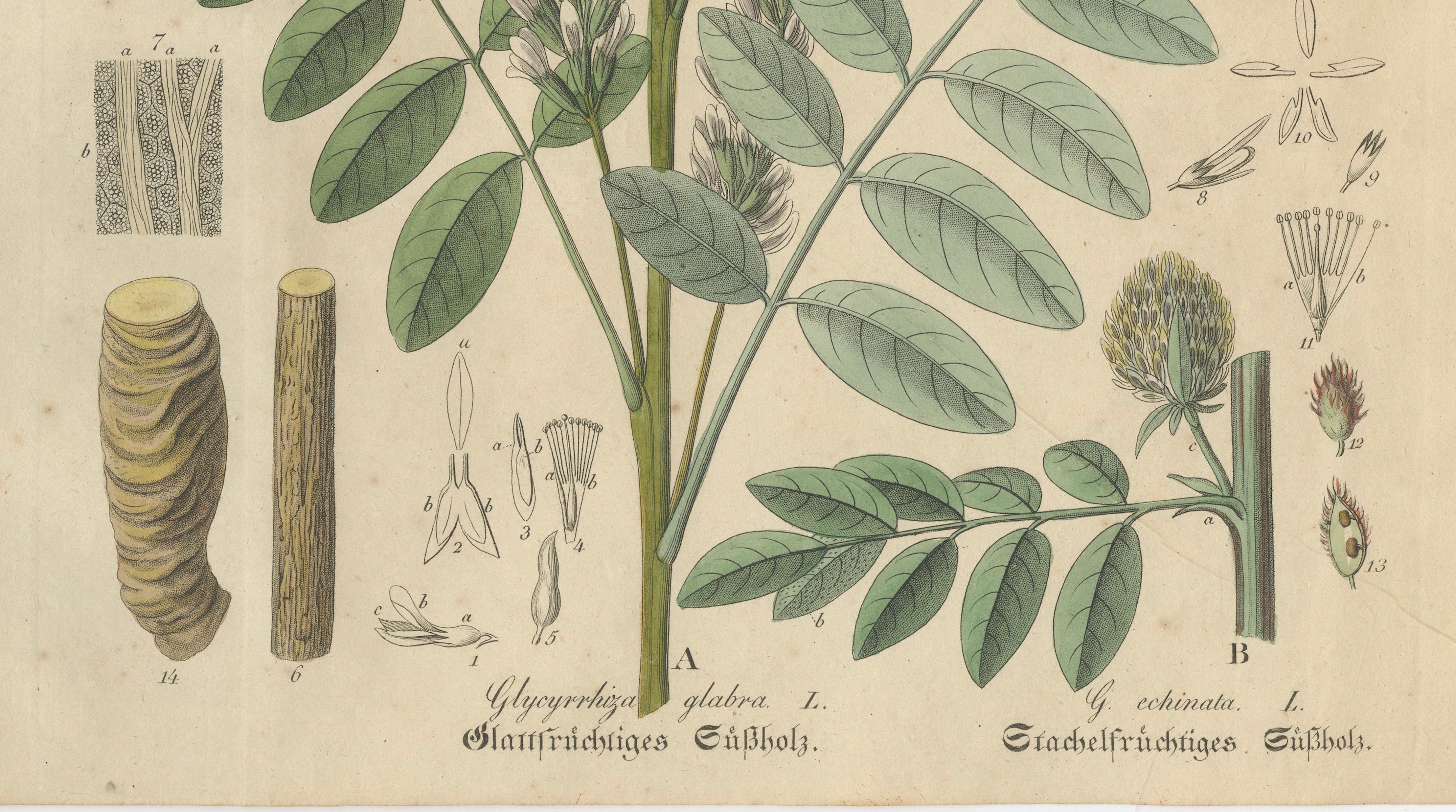 Antique Liquorice Botanical Print, Glycyrrhiza Glabra & Echinata, c.1831
