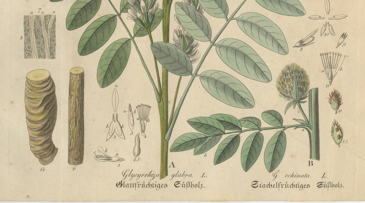 Antique Liquorice Botanical Print, Glycyrrhiza Glabra & Echinata, c.1831
