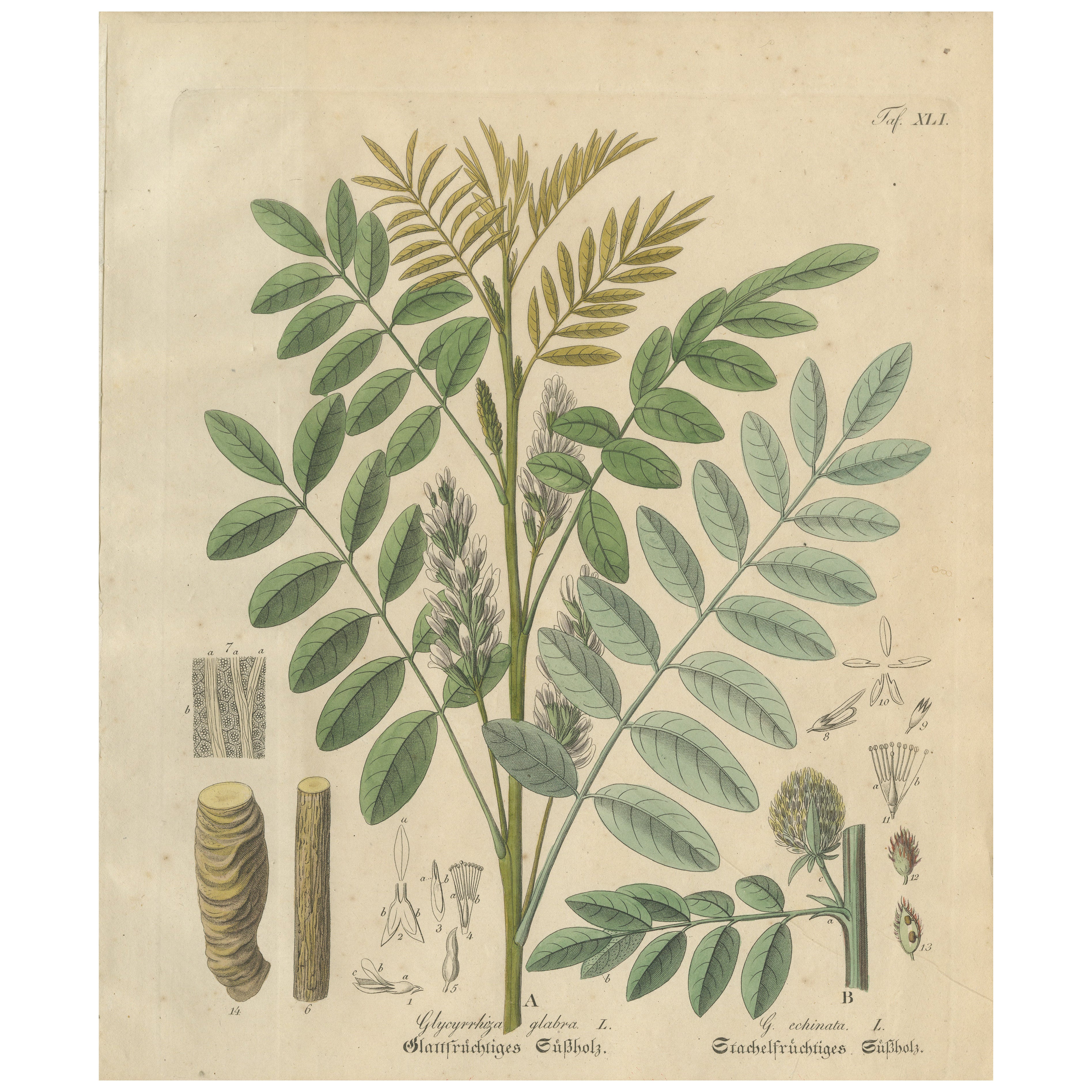 Antique Liquorice Botanical Print, Glycyrrhiza Glabra 
Echinata, c.1831