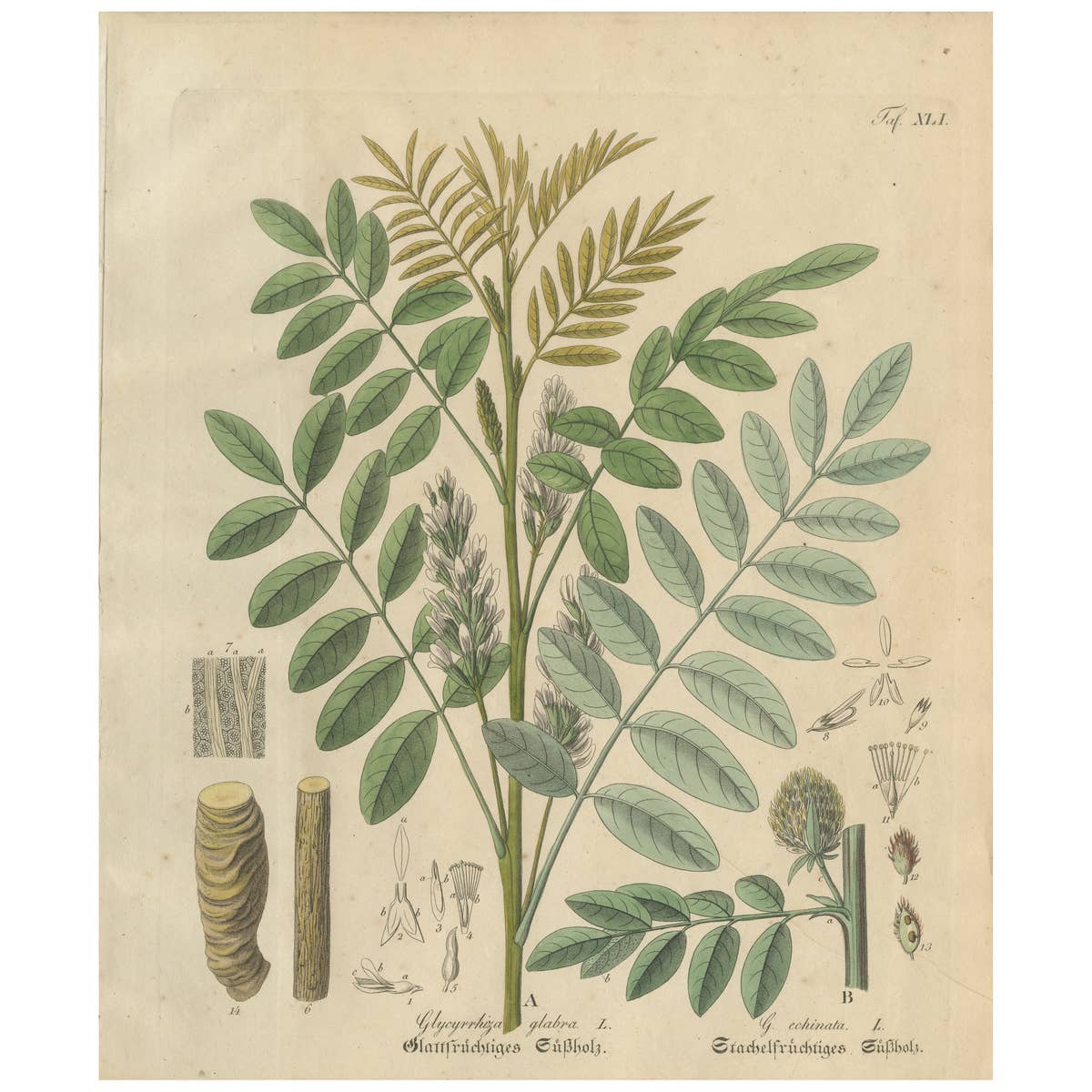 Antique Liquorice Botanical Print, Glycyrrhiza Glabra & Echinata, c.1831