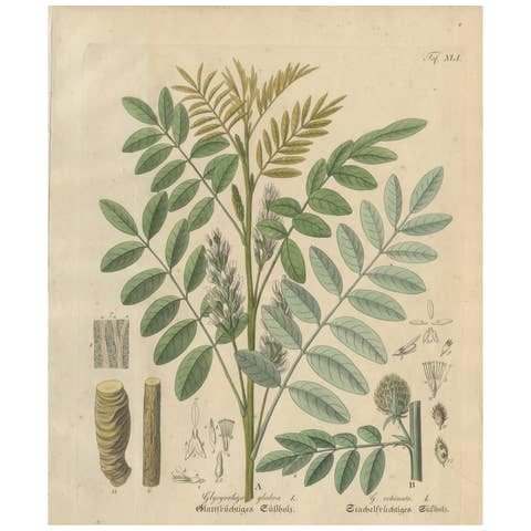Antique Liquorice Botanical Print, Glycyrrhiza Glabra & Echinata, c.1831