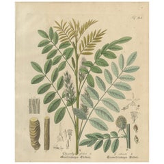 Antique Liquorice Botanical Print, Glycyrrhiza Glabra 
Echinata, c.1831