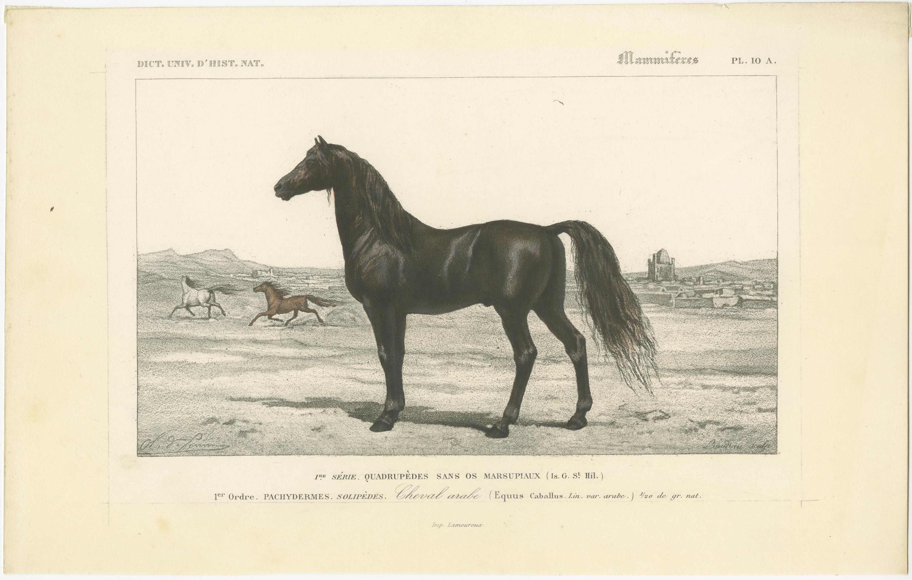 Antique Lithograph of an Arabian Horse In Good Condition For Sale In Langweer, NL