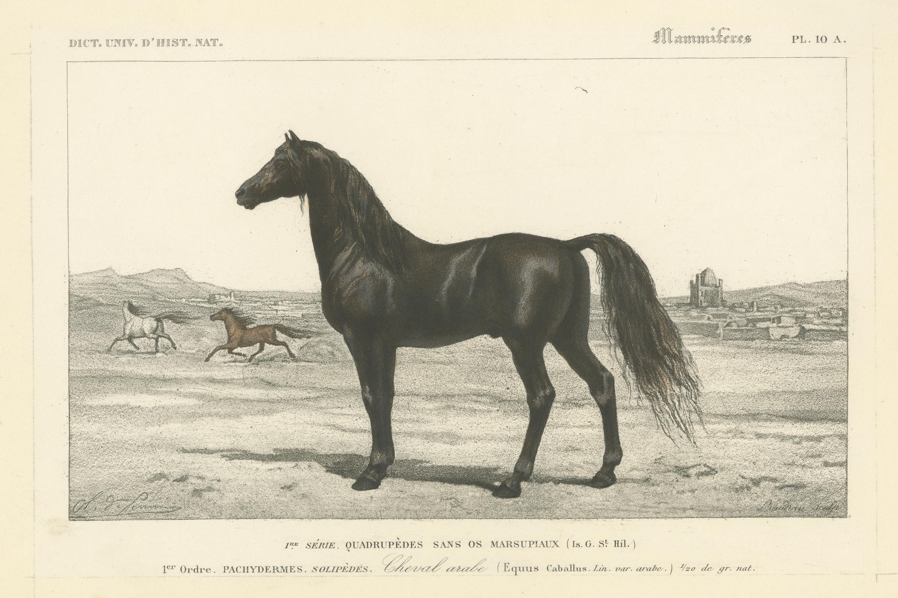 19th Century Antique Lithograph of an Arabian Horse For Sale