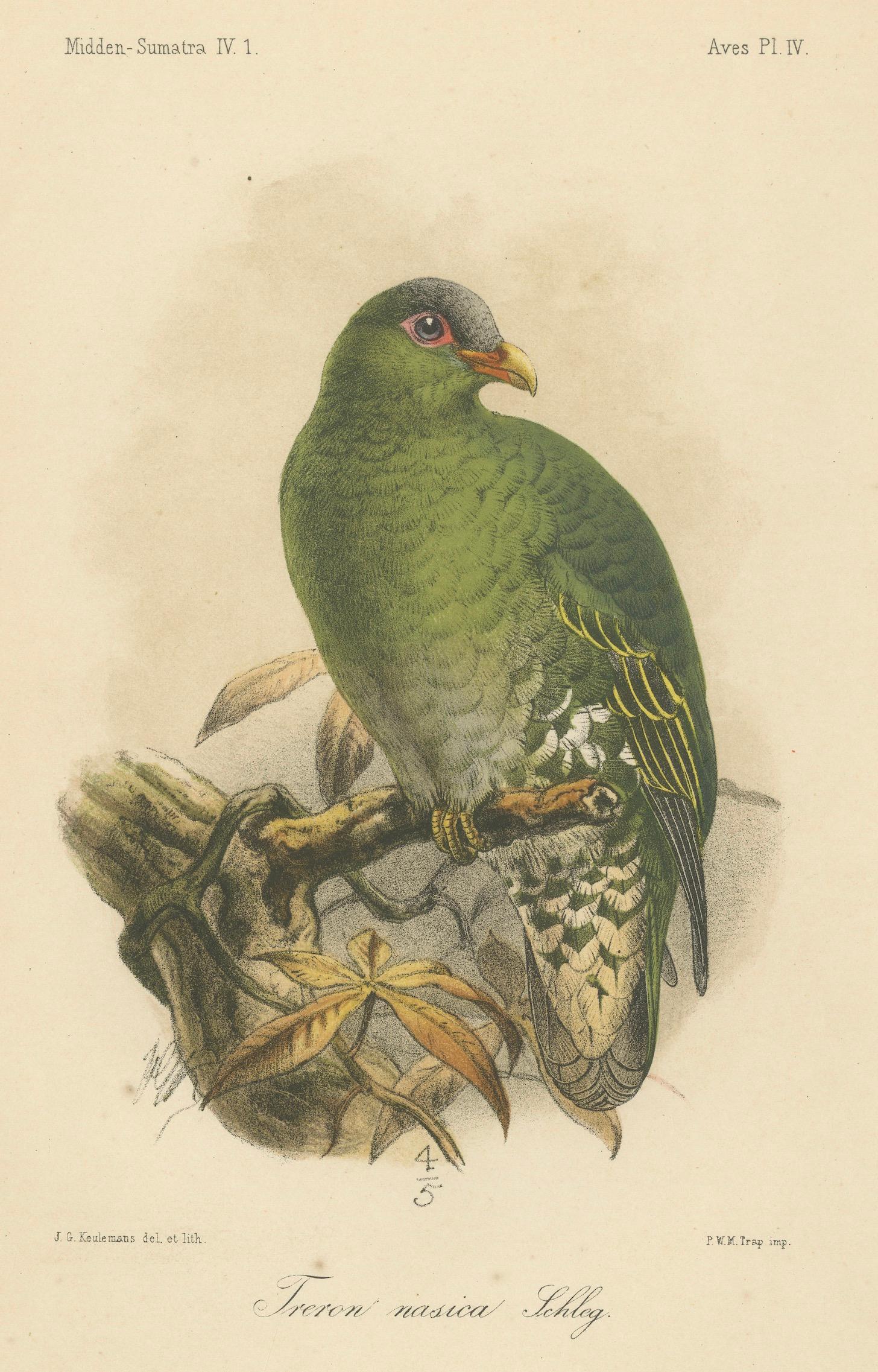 Voici votre liste prête à être téléchargée :

Titre :
Lithographie ancienne d'un grand pigeon vert par Keulemans, Sumatra c.1887

Description :
Cette magnifique lithographie ancienne représente le grand pigeon vert (Treron nasica Schleg.) lors de