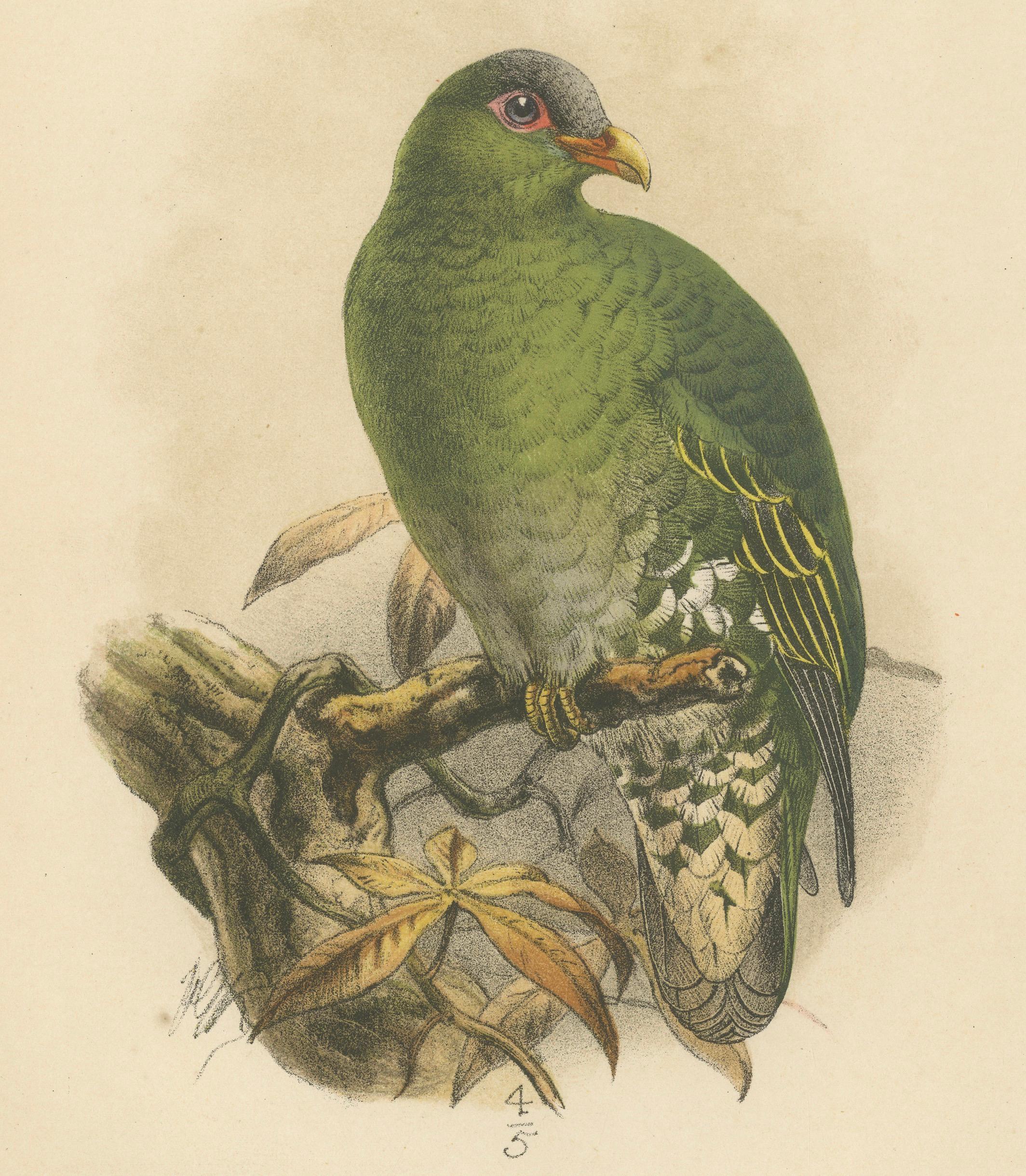 Néerlandais Lithographie ancienne d'un grand pigeon vert par Keulemans, Sumatra c.1887 en vente