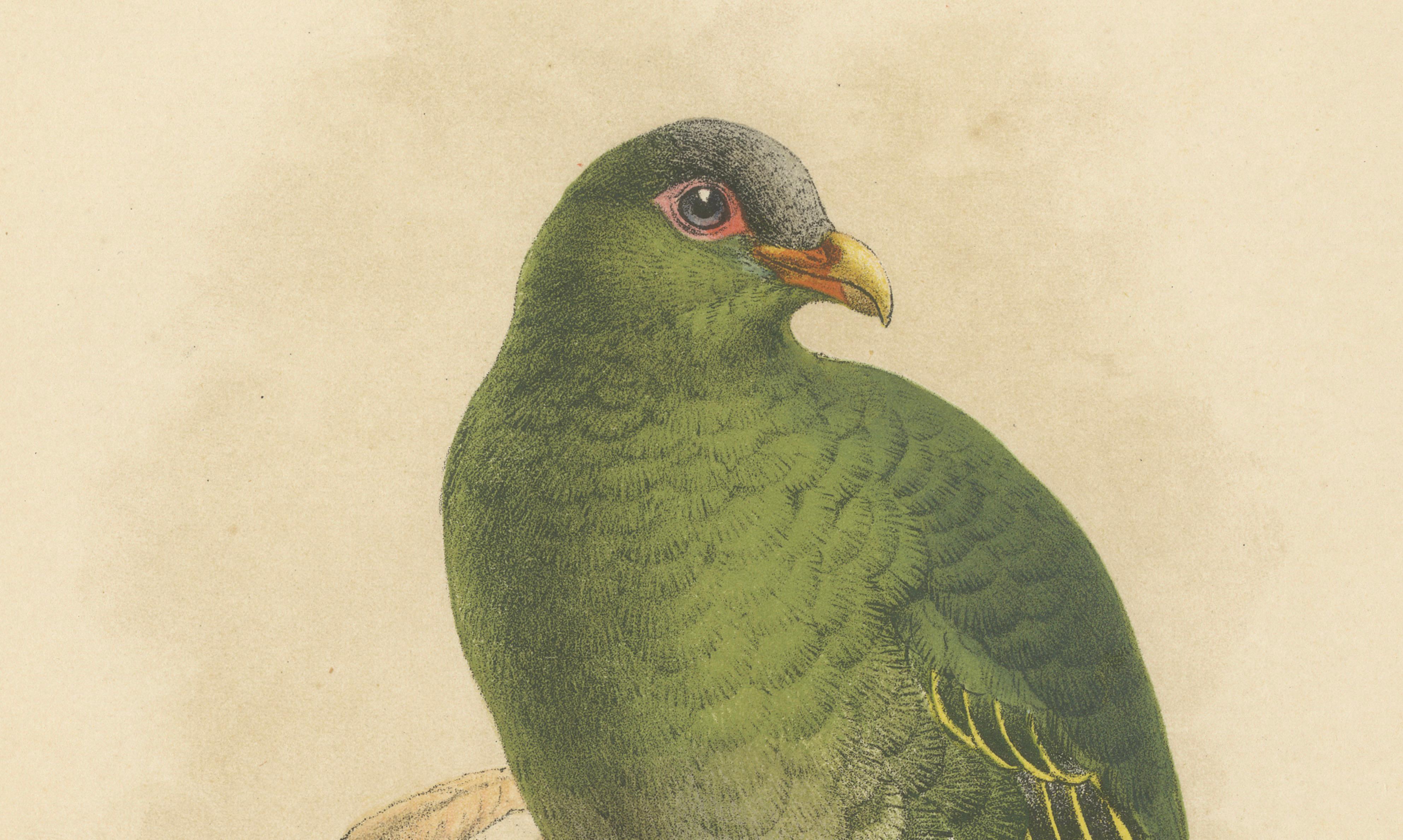 Lithographie ancienne d'un grand pigeon vert par Keulemans, Sumatra c.1887 Bon état - En vente à Langweer, NL