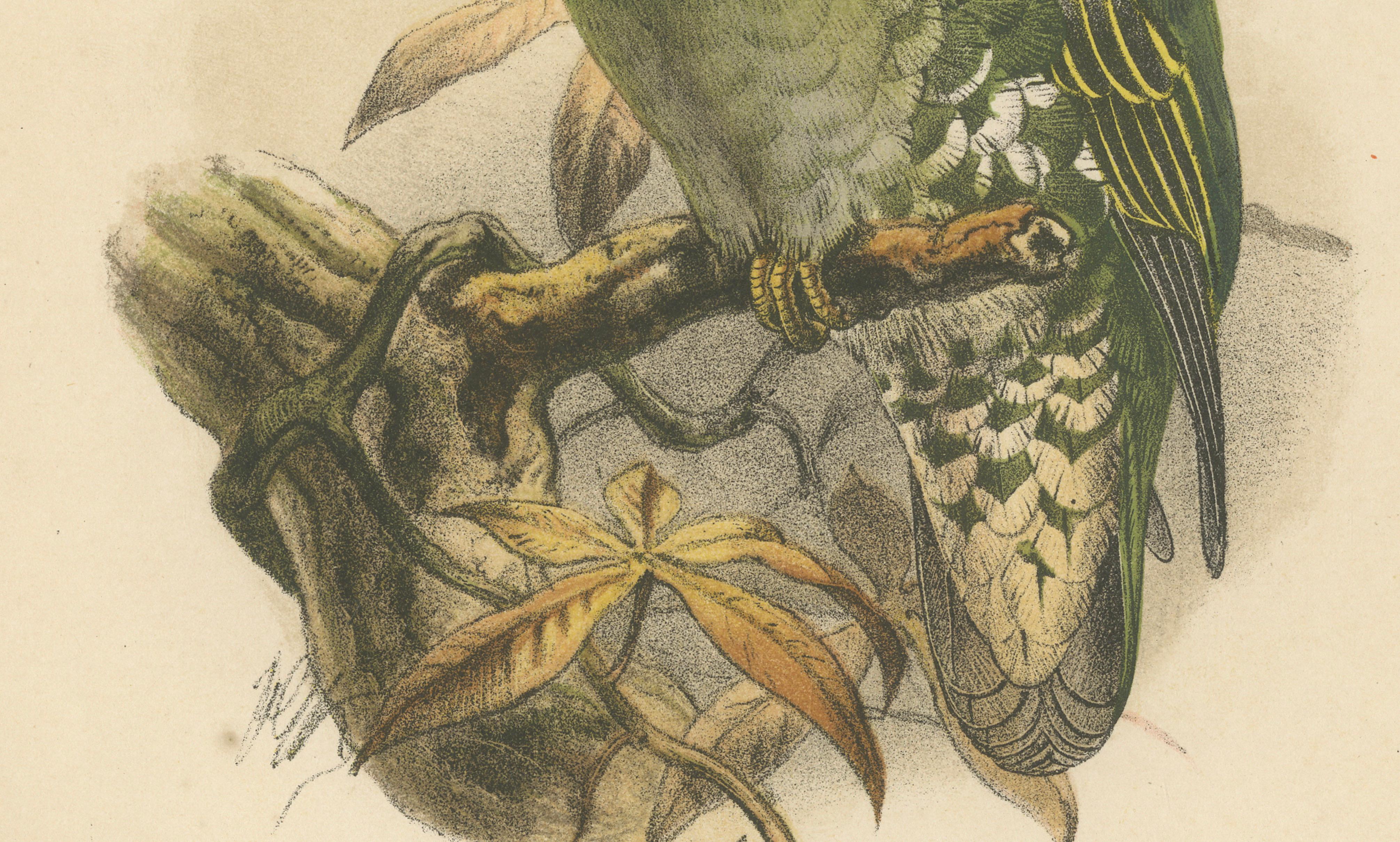 XIXe siècle Lithographie ancienne d'un grand pigeon vert par Keulemans, Sumatra c.1887 en vente