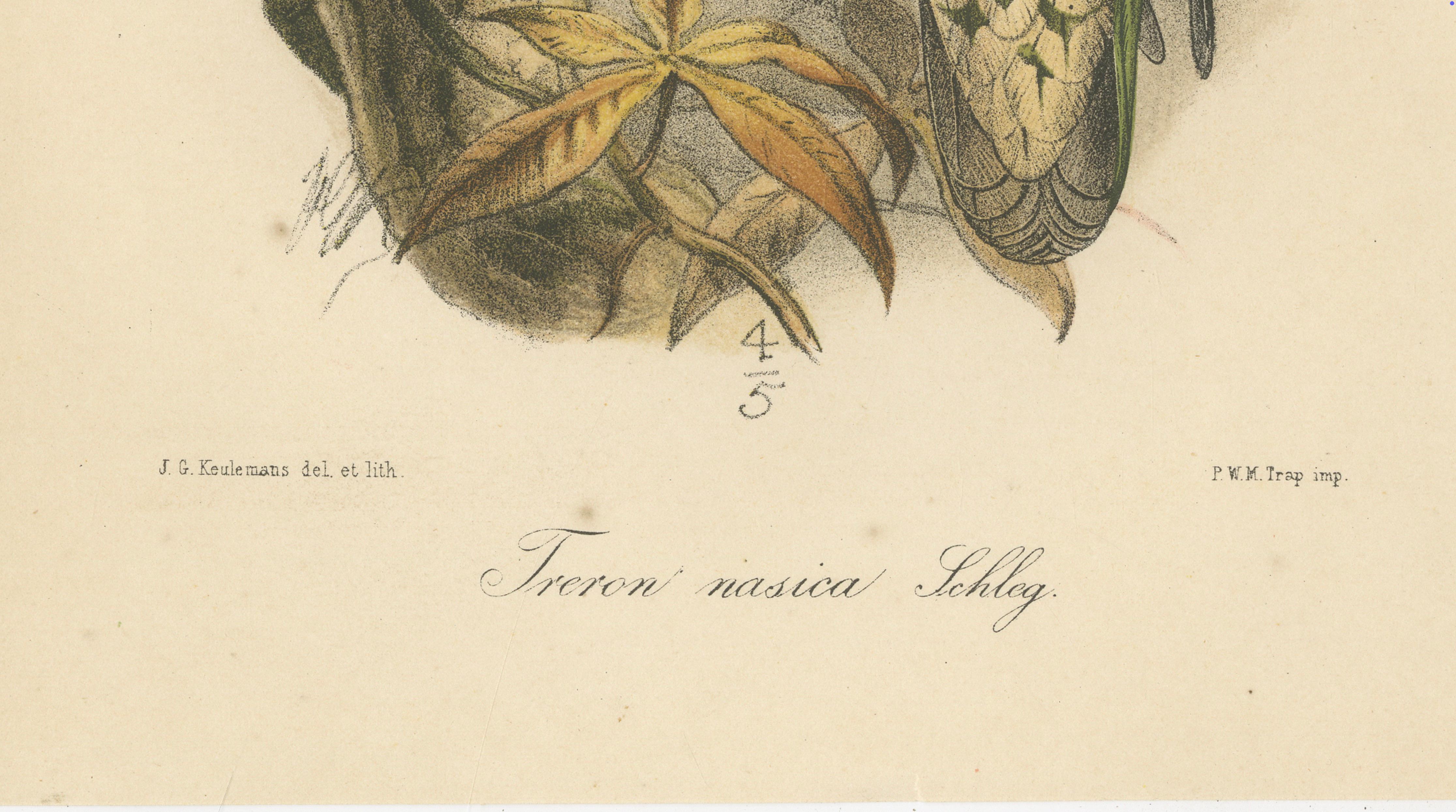 Papier Lithographie ancienne d'un grand pigeon vert par Keulemans, Sumatra c.1887 en vente