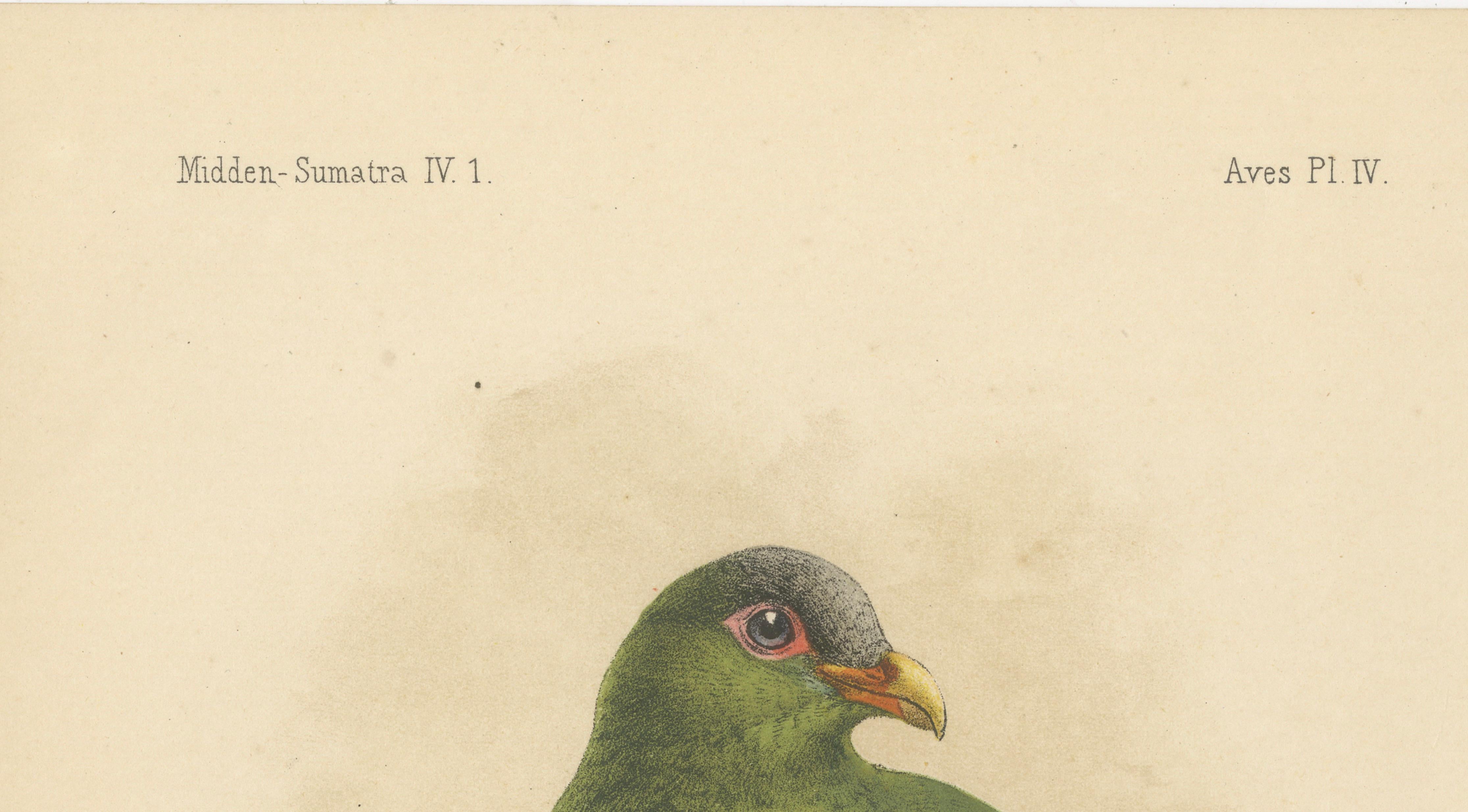 Lithographie ancienne d'un grand pigeon vert par Keulemans, Sumatra c.1887 en vente 1