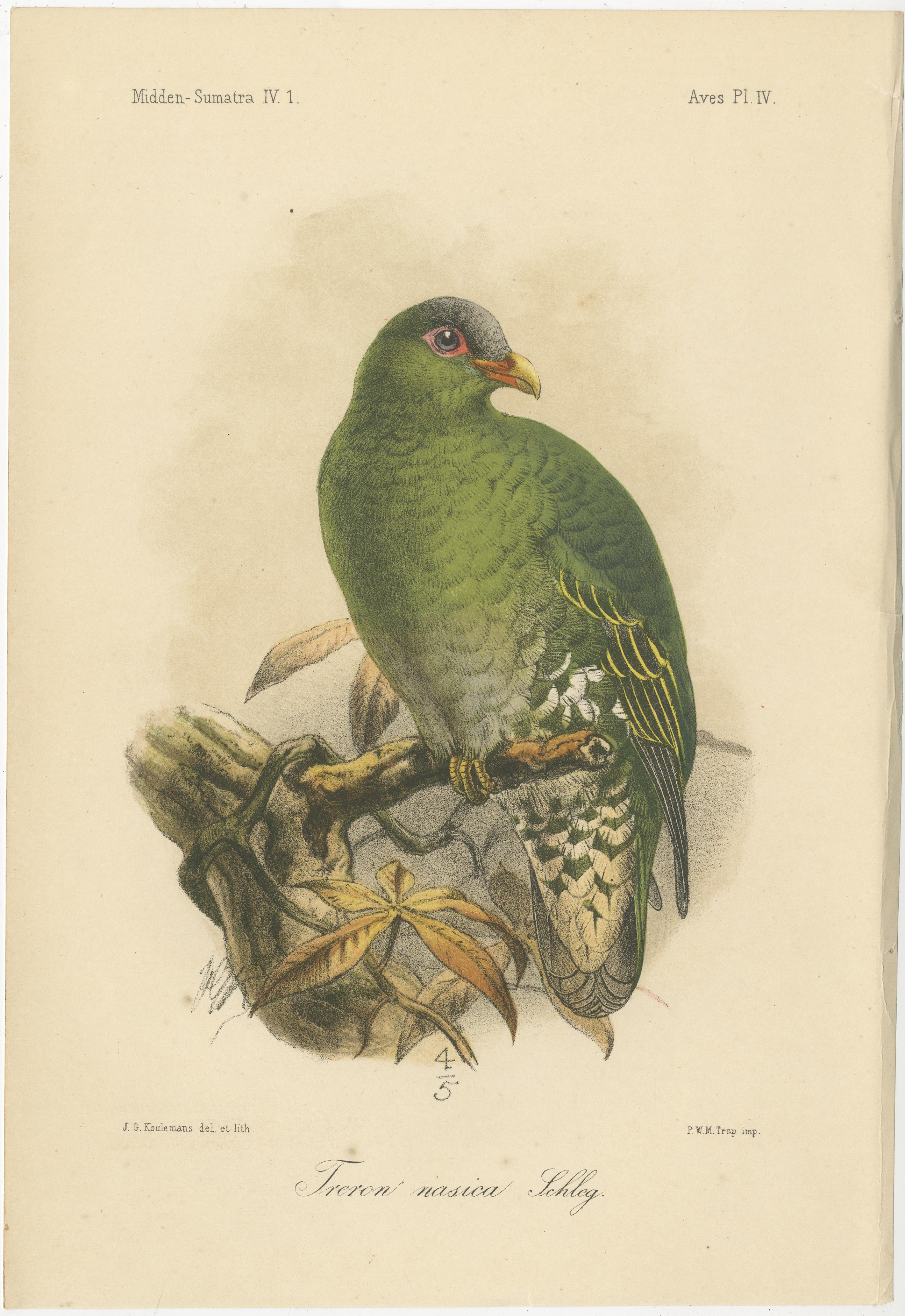 Lithographie ancienne d'un grand pigeon vert par Keulemans, Sumatra c.1887 en vente 2