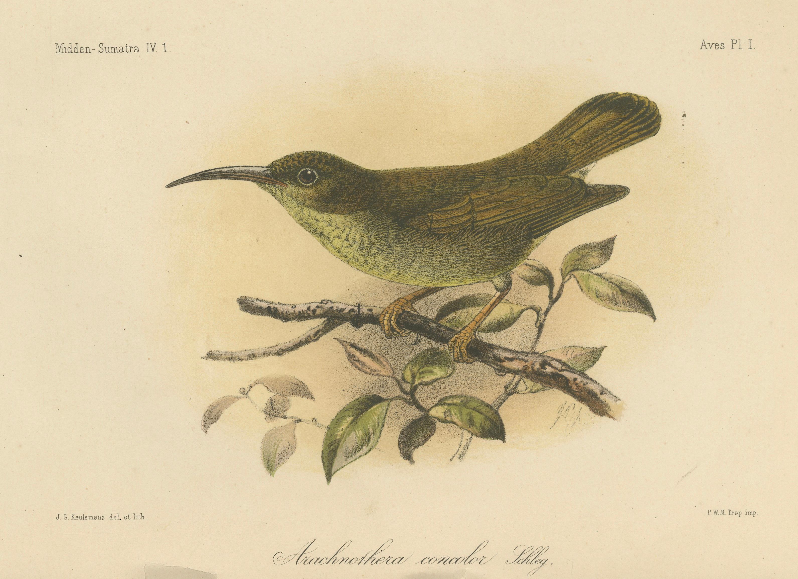 Lithographie ancienne d'Arachnothera concolor de Sumatra par Keulemans, vers 1887

Description :
Cette belle lithographie originale du XIXe siècle représente l'Arachnothera concolor, ou chasseur d'araignée de couleur unie, d'après l'étude zoologique