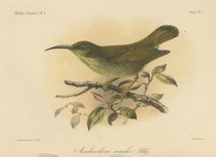 Antique Lithograph of Plain-coloured Spiderhunter by Keulemans, Sumatra c.1887