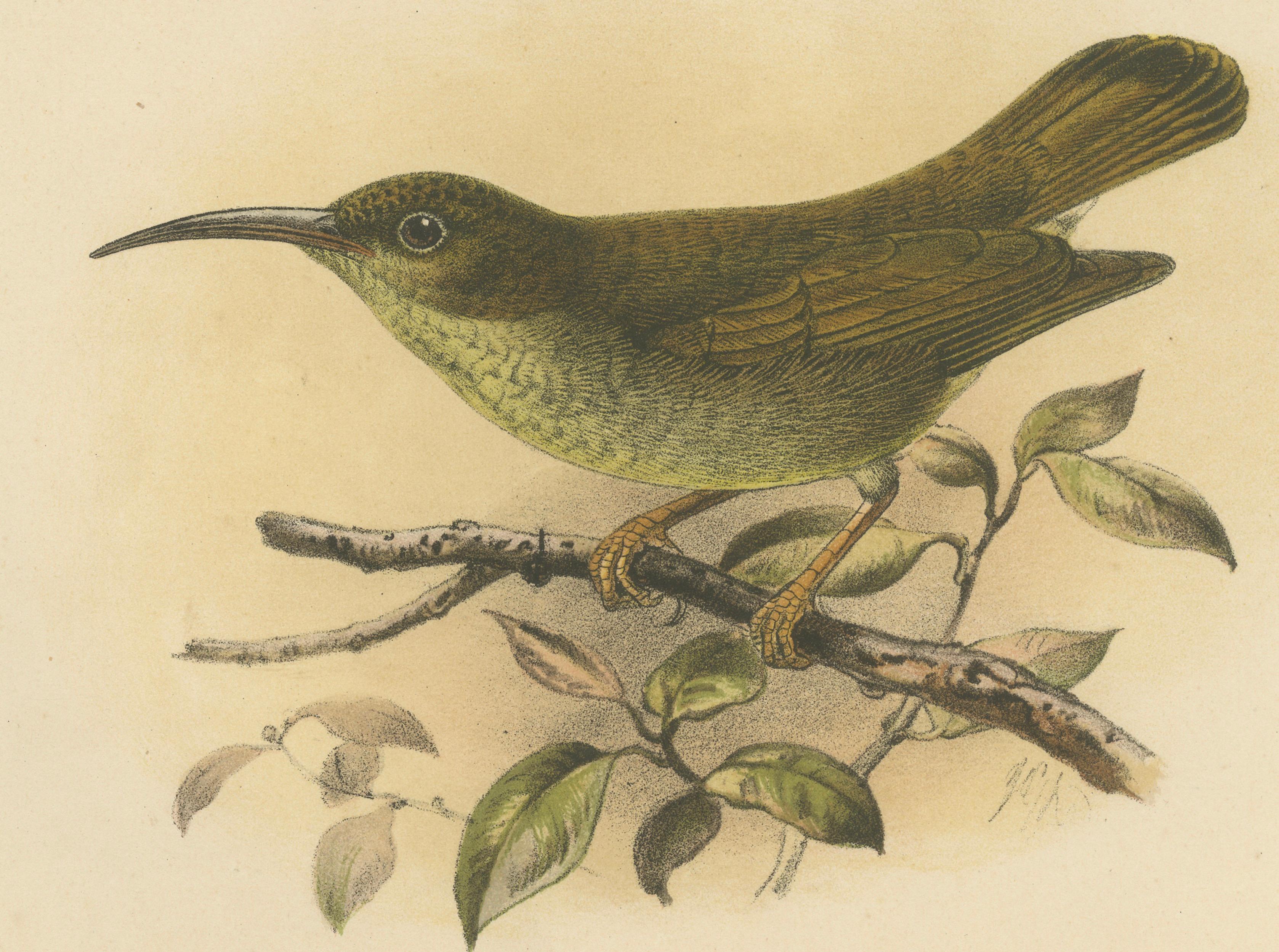 Néerlandais Lithographie ancienne d'un chasseur d'araignée de couleur unie par Keulemans, Sumatra c.1887 en vente