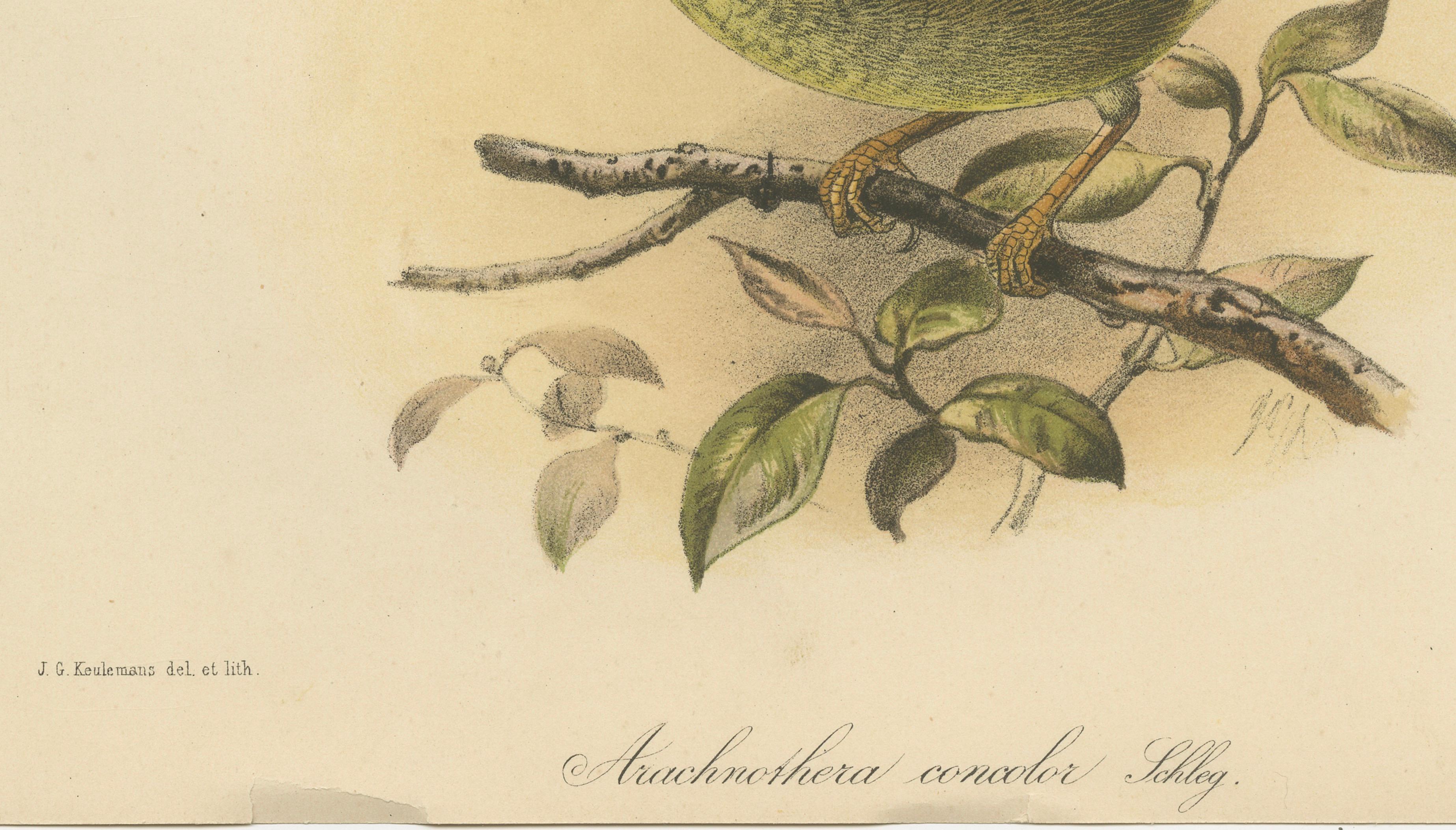 Lithographie ancienne d'un chasseur d'araignée de couleur unie par Keulemans, Sumatra c.1887 Bon état - En vente à Langweer, NL