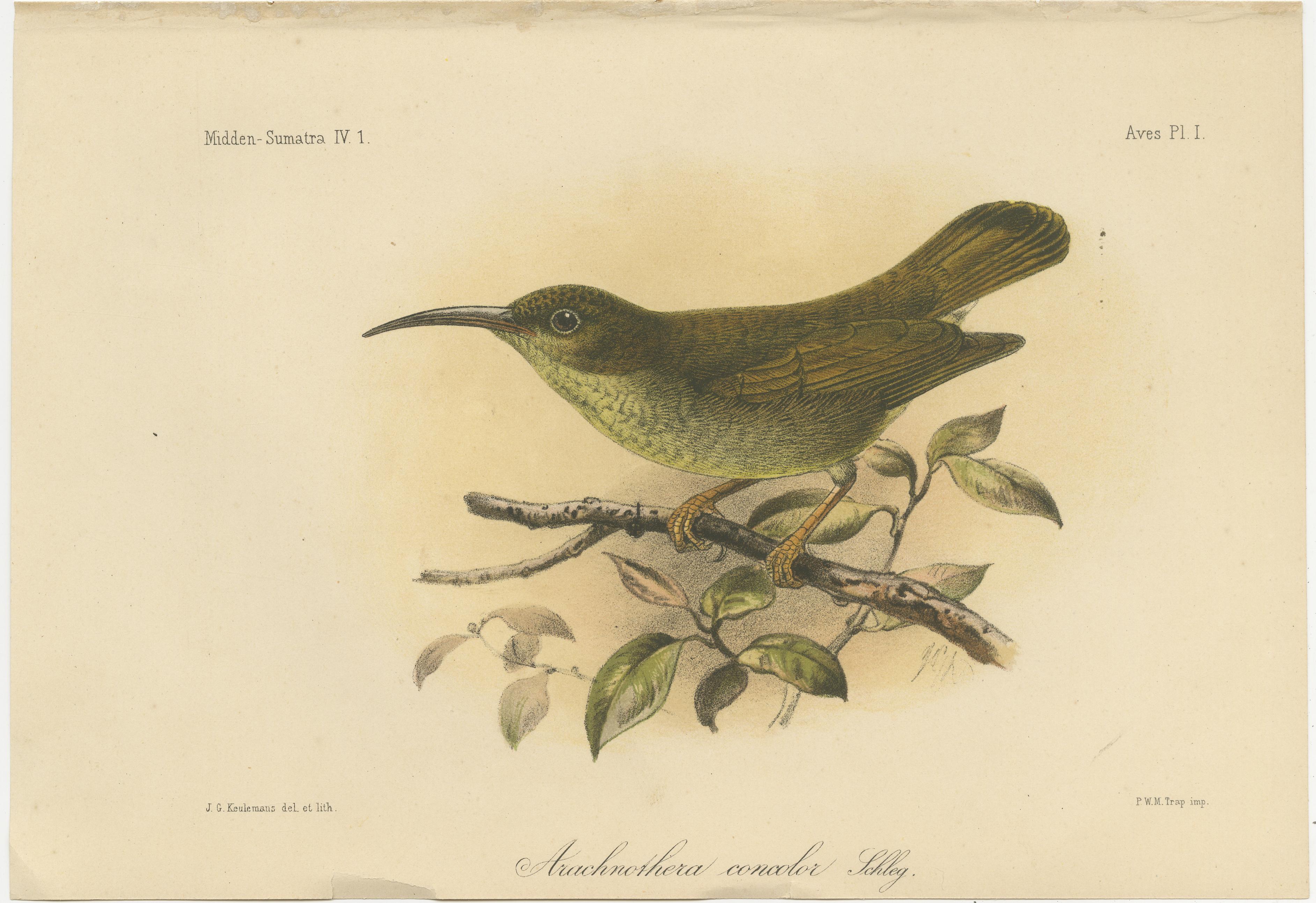 XIXe siècle Lithographie ancienne d'un chasseur d'araignée de couleur unie par Keulemans, Sumatra c.1887 en vente