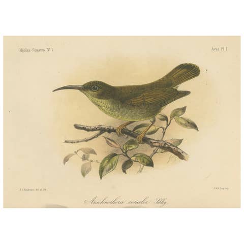 Antique Lithograph of Plain-coloured Spiderhunter by Keulemans, Sumatra c.1887