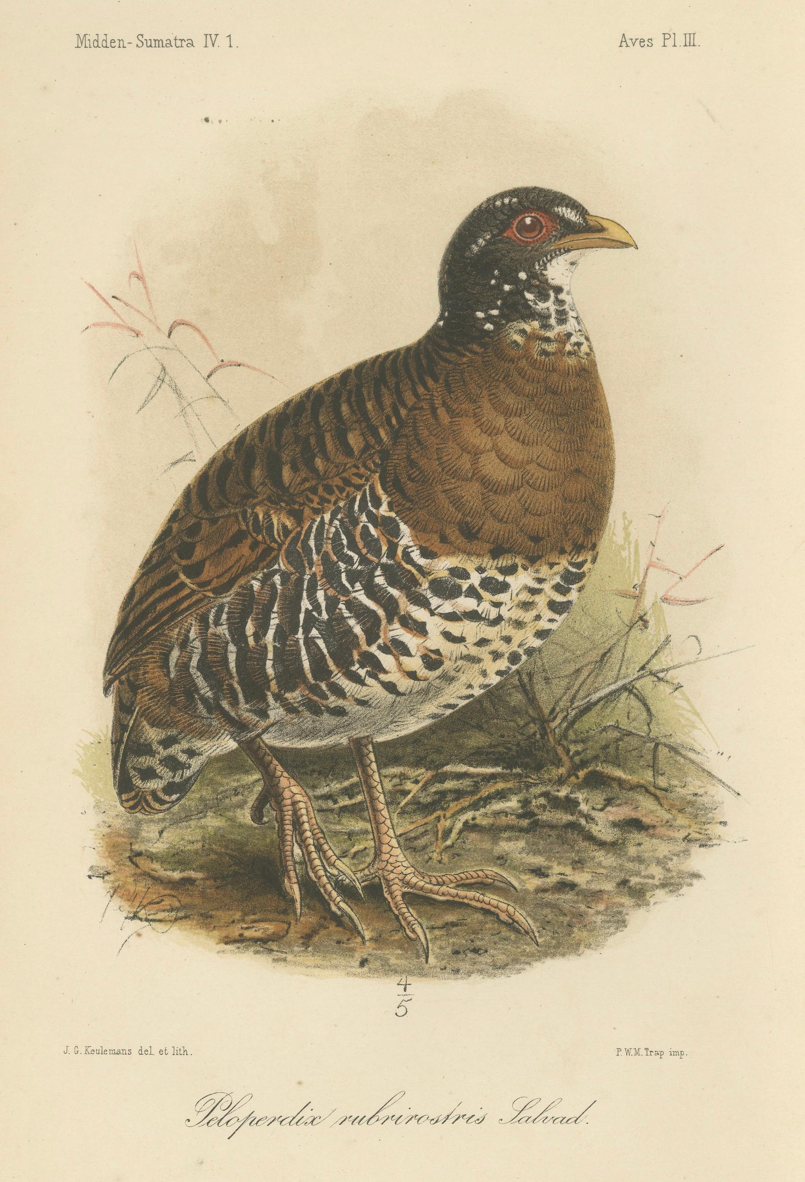 Antike Lithographie des Rotschnabel-Buschwachtels von Keulemans, Sumatra um 1880

Diese eindrucksvolle antike Lithografie zeigt das Rotschnabel-Berghuhn (Peloperdix rubripes Salv. oder Peloperdix rubirostris Salvadori) aus der zoologischen