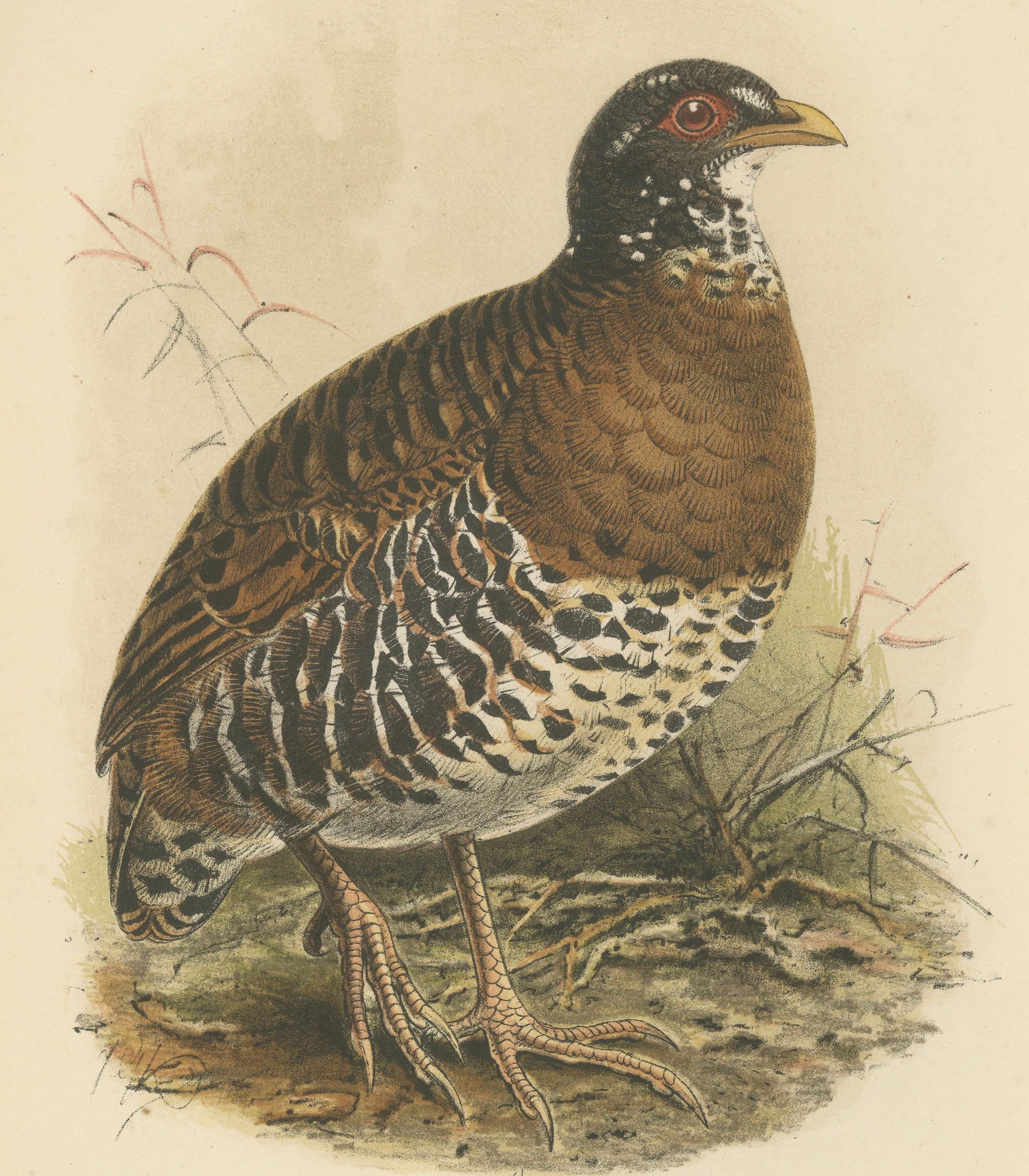 Antike Lithographie des Rotschnabel-Buschwachtels von Keulemans, Sumatra um 1887 (Niederländisch) im Angebot