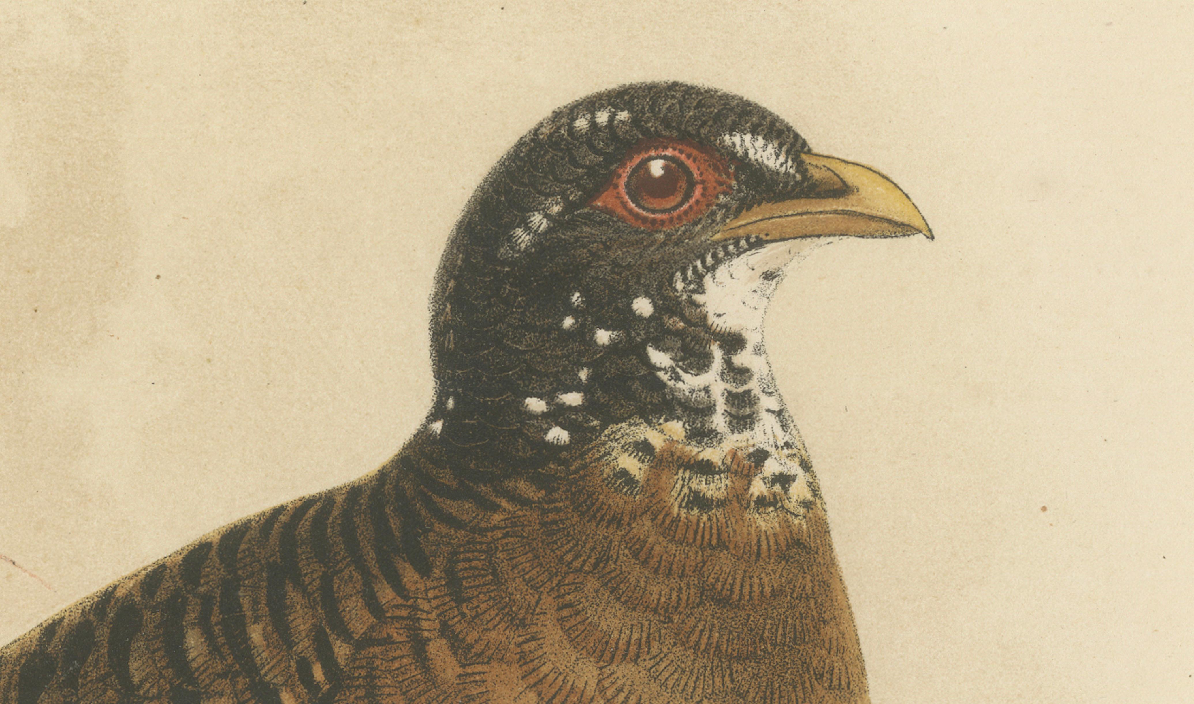 Antike Lithographie des Rotschnabel-Buschwachtels von Keulemans, Sumatra um 1887 im Zustand „Gut“ im Angebot in Langweer, NL