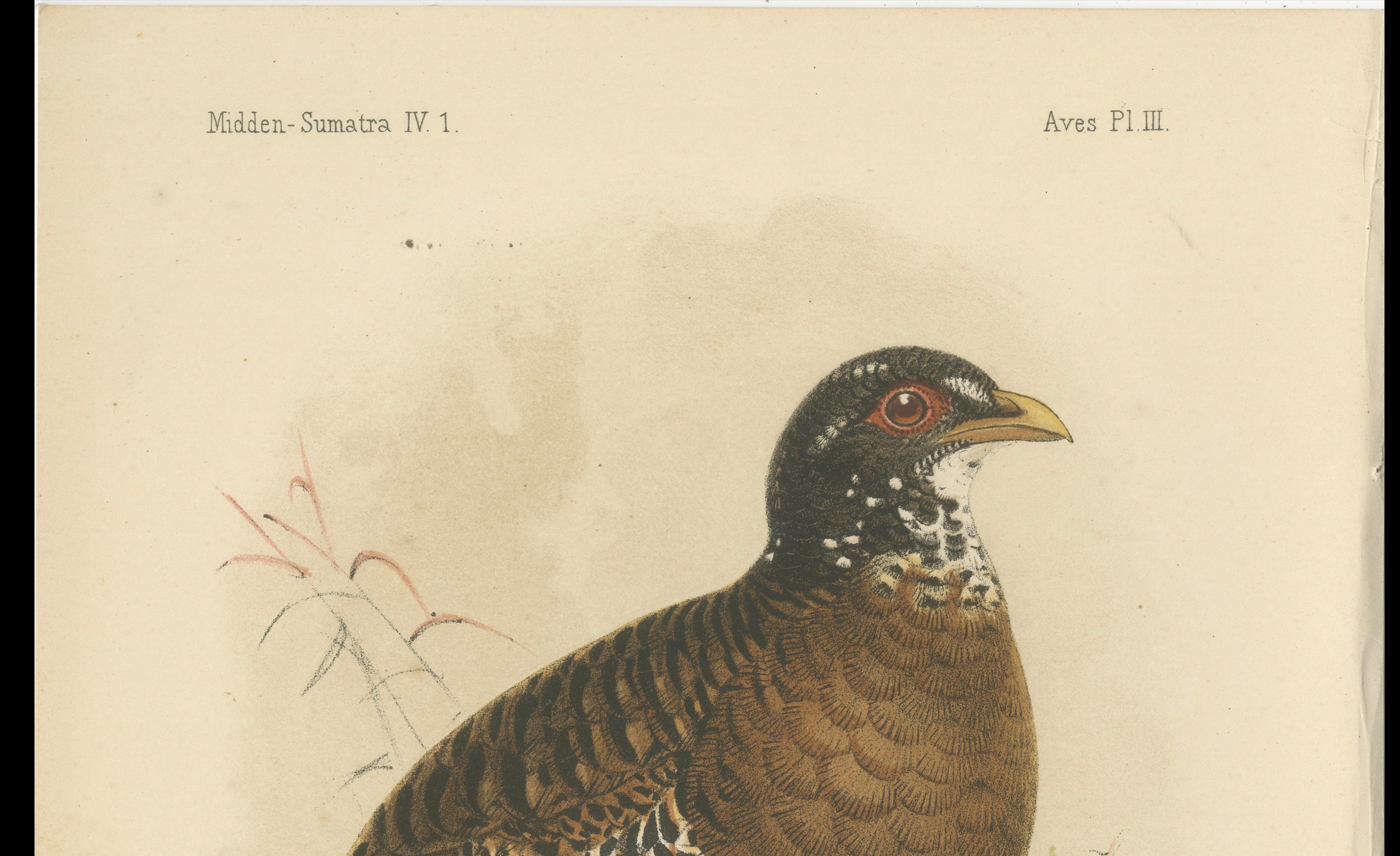 Antike Lithographie des Rotschnabel-Buschwachtels von Keulemans, Sumatra um 1887 (19. Jahrhundert) im Angebot