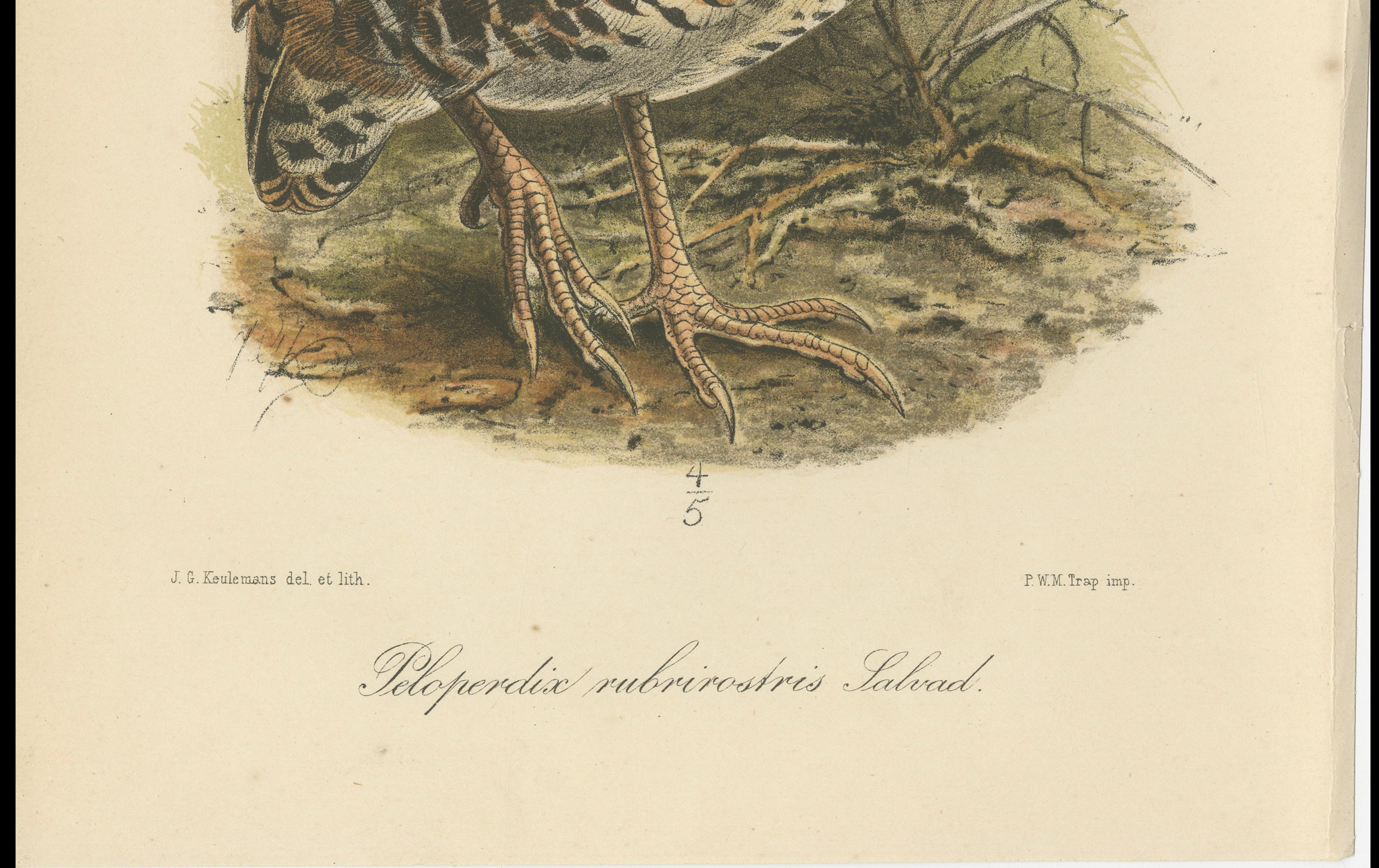 Antike Lithographie des Rotschnabel-Buschwachtels von Keulemans, Sumatra um 1887 (Papier) im Angebot
