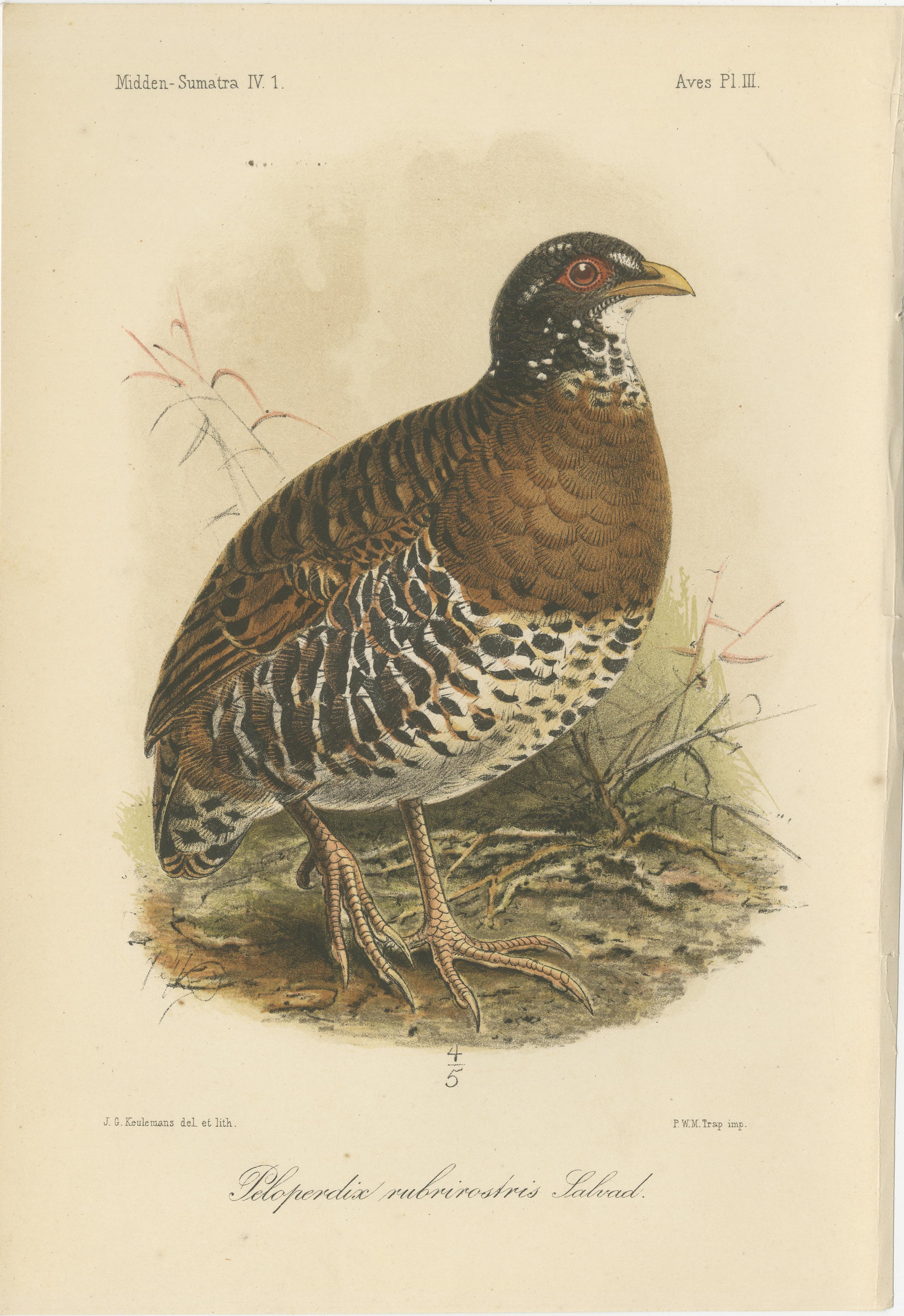 Antike Lithographie des Rotschnabel-Buschwachtels von Keulemans, Sumatra um 1887 im Angebot 1