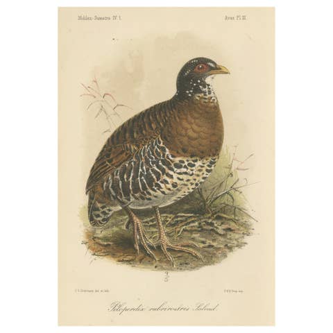 Antique Lithograph of Red-billed Hill Partridge by Keulemans, Sumatra c.1887
