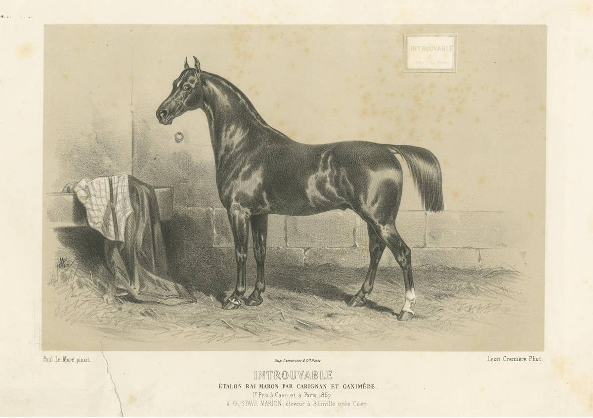 Antique Lithograph of the Horse 'Introuvable'