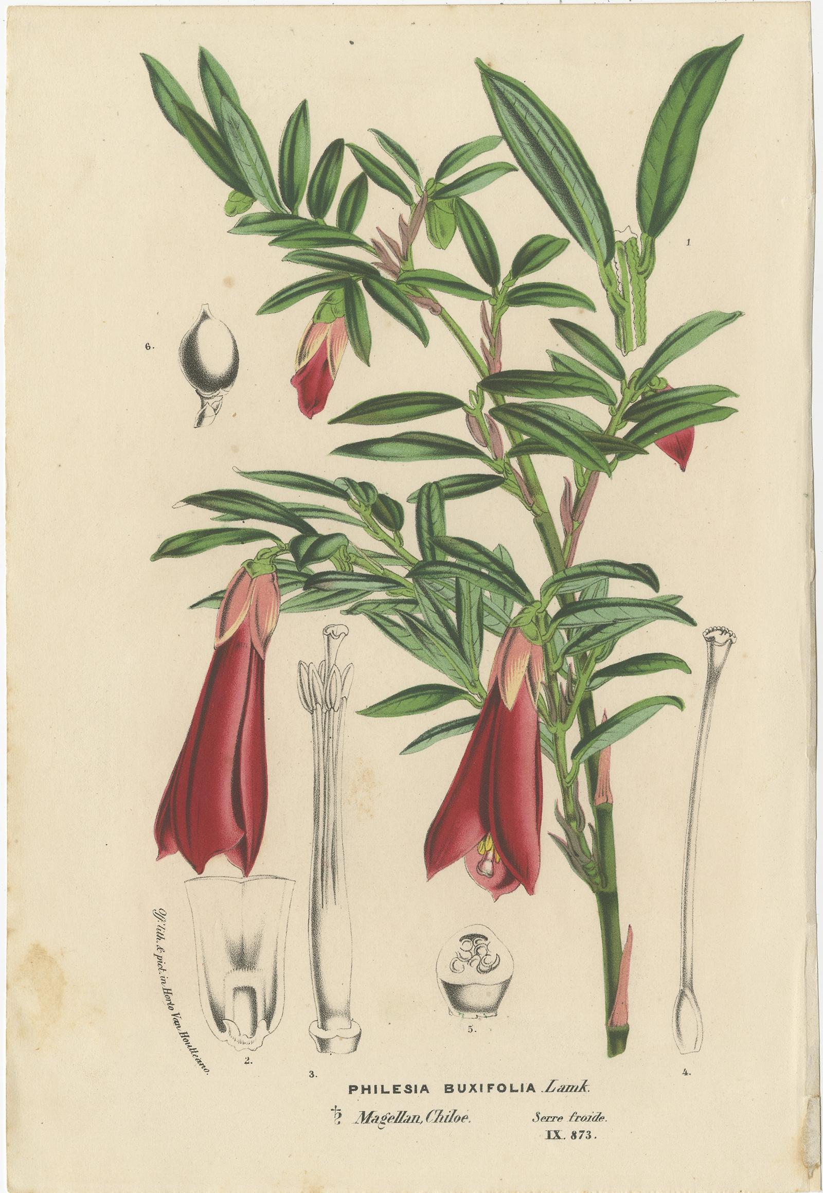 Antique print titled 'Philesia Buxifolia'. 

Lithograph of the philesia flowering plant. This print originates from 'Flore des Serres et des Jardins de l'Europe' by Louis van Houtte. 

Artists and Engravers: Louis van Houtte was the proprietor