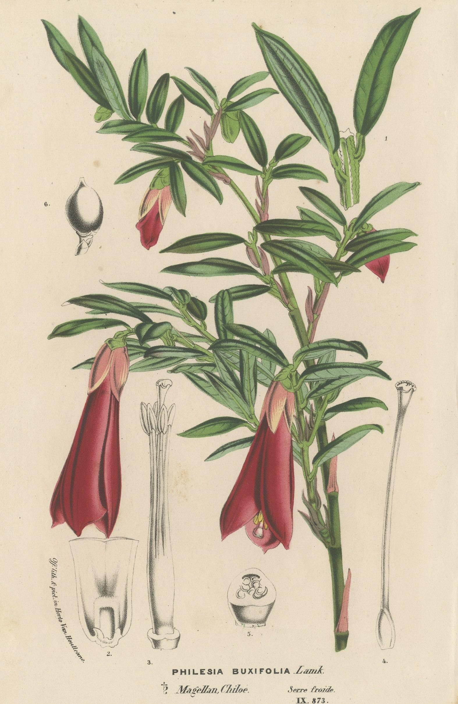Antique Lithograph of the Philesia Flowering Plant, ca.1880 In Good Condition In Langweer, NL