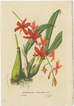 Antique Lithograph of the Prosthechea Vitellina Orchid, ca.1880