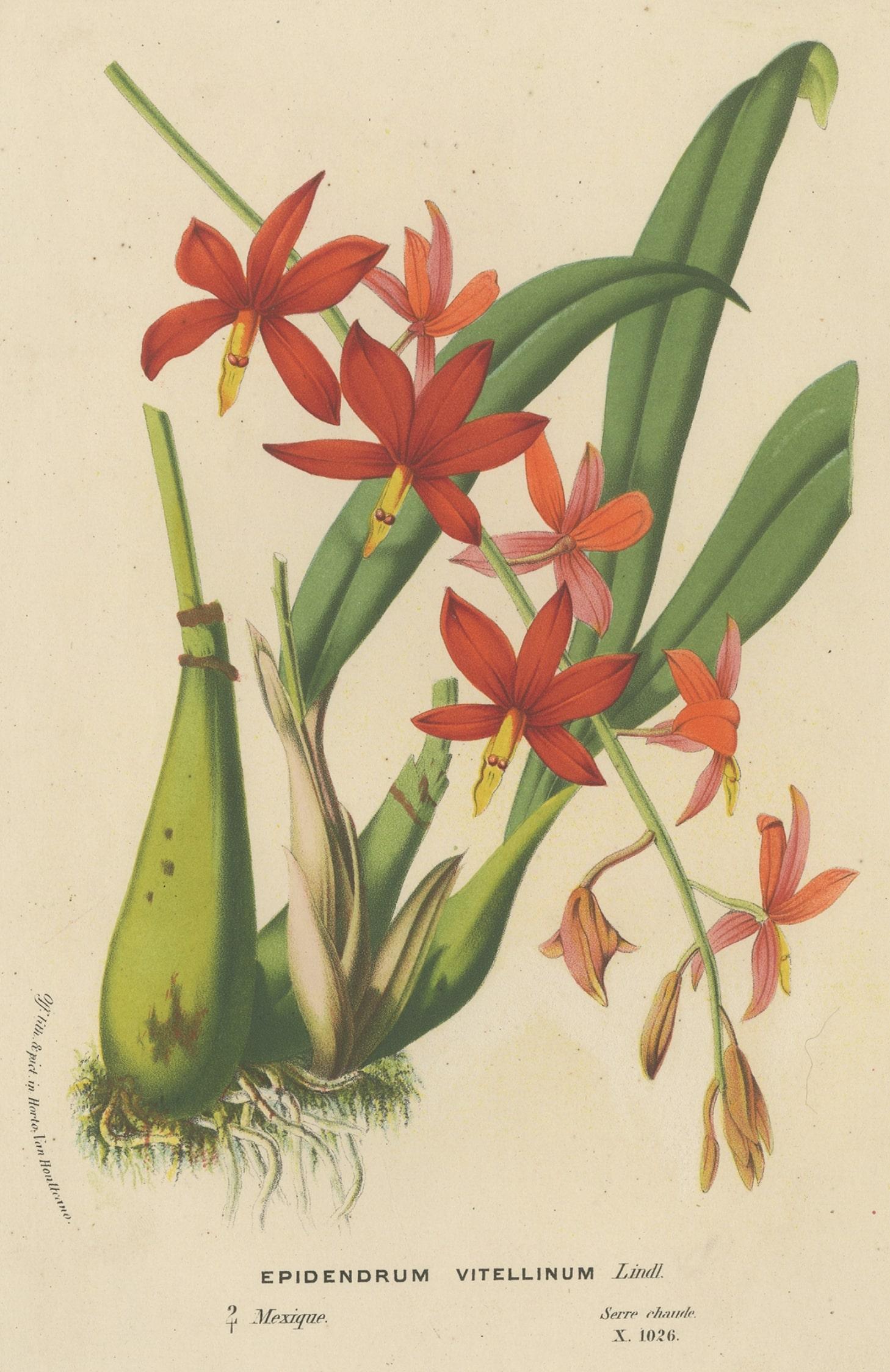 Antique Lithograph of the Prosthechea Vitellina Orchid, ca.1880 In Good Condition For Sale In Langweer, NL