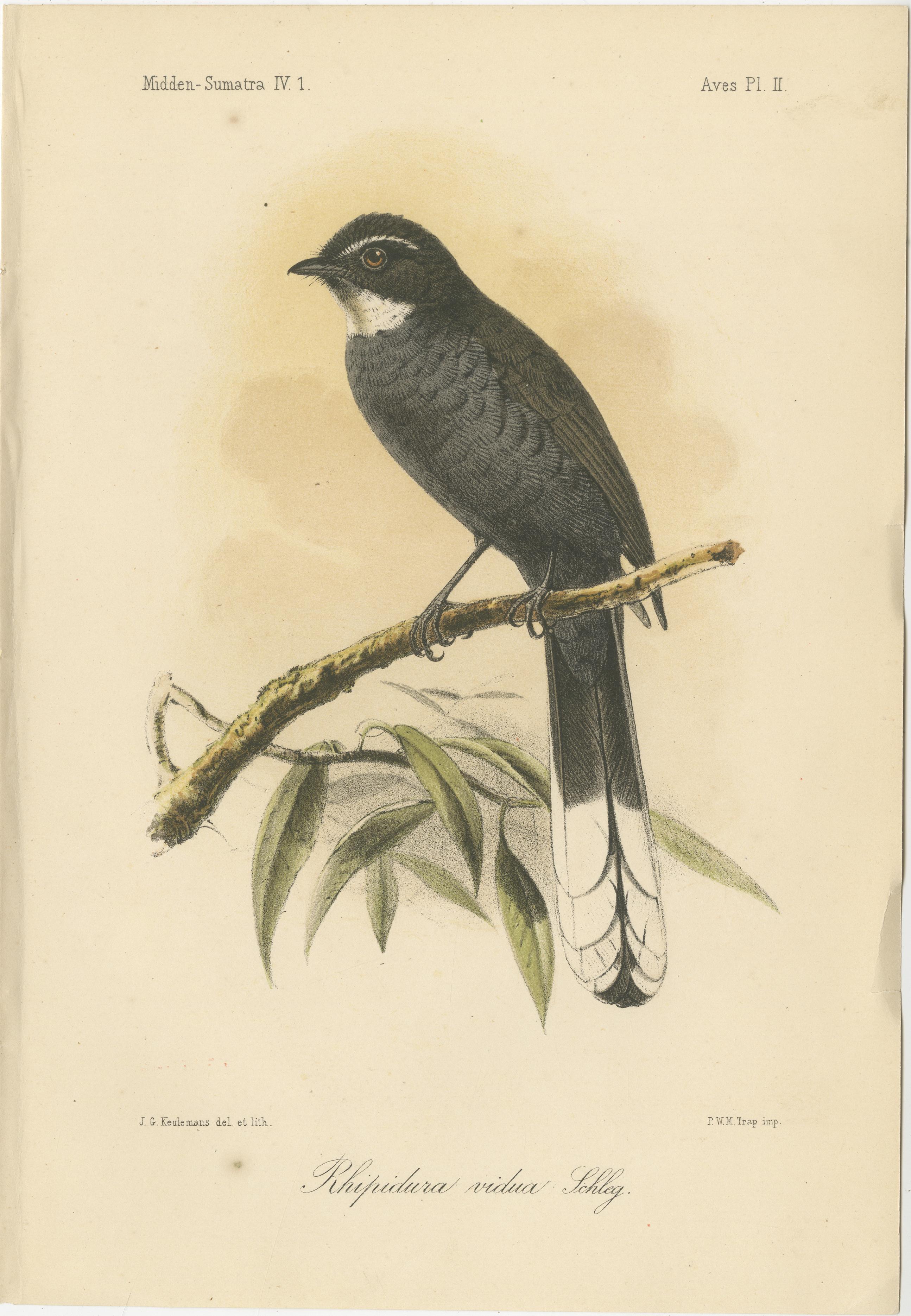 Lithographie ancienne d'un oiseau à gorge blanche par Keulemans, Sumatra c.1880.

Cette élégante lithographie ancienne représente le Rhipidure à gorge blanche (Rhipidura vidua Eleg.) lors de l'exploration zoologique de Midden-Sumatra (Sumatra